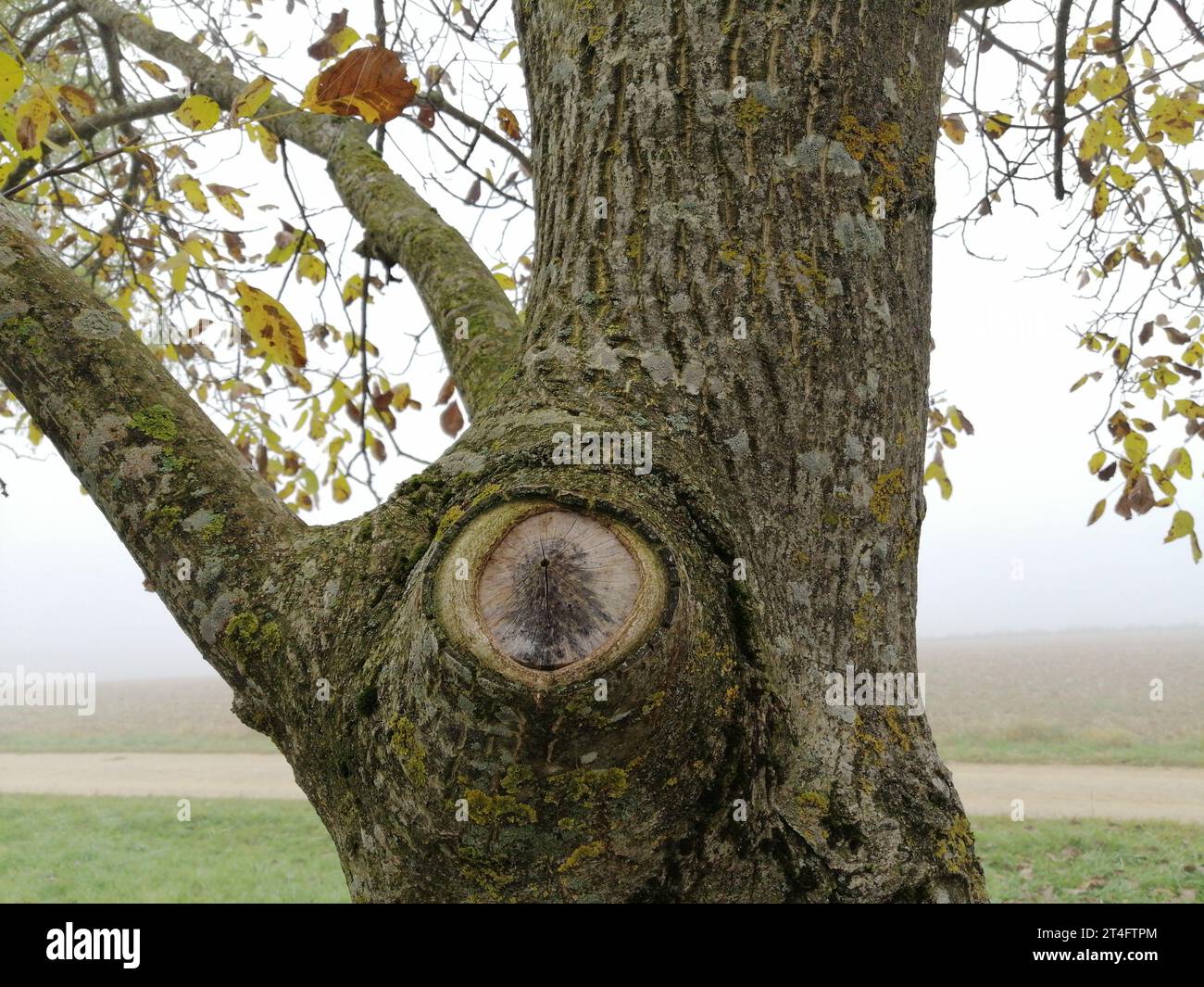 oeil d'un arbre en automne brumeux Banque D'Images
