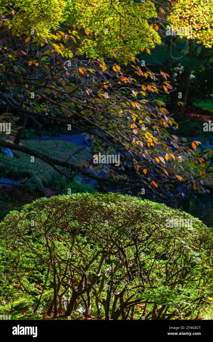 Reflets de buissons et d'arbres dans le jardin japonais Nitobe à UBC Vancouver Canada Banque D'Images
