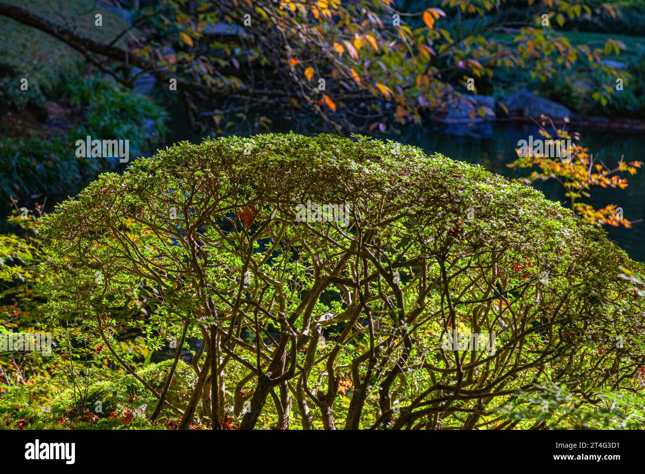 Arbuste sphérique au jardin japonais Nitobe à UBC Vancouver Canada Banque D'Images