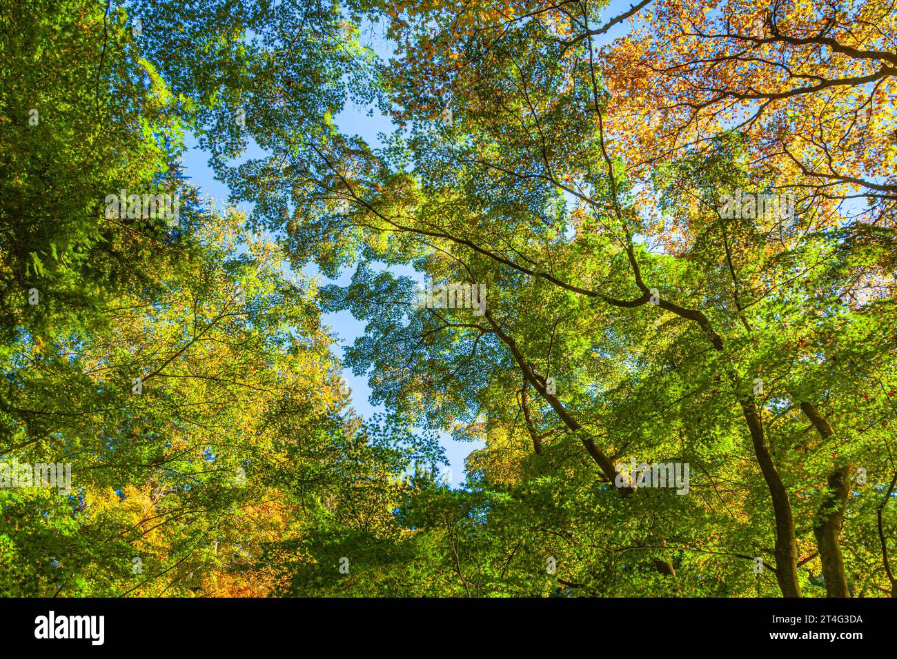 Branches Sptrading d'un érable japonais à Nitobe Garden UBC Vancouver Canada Banque D'Images