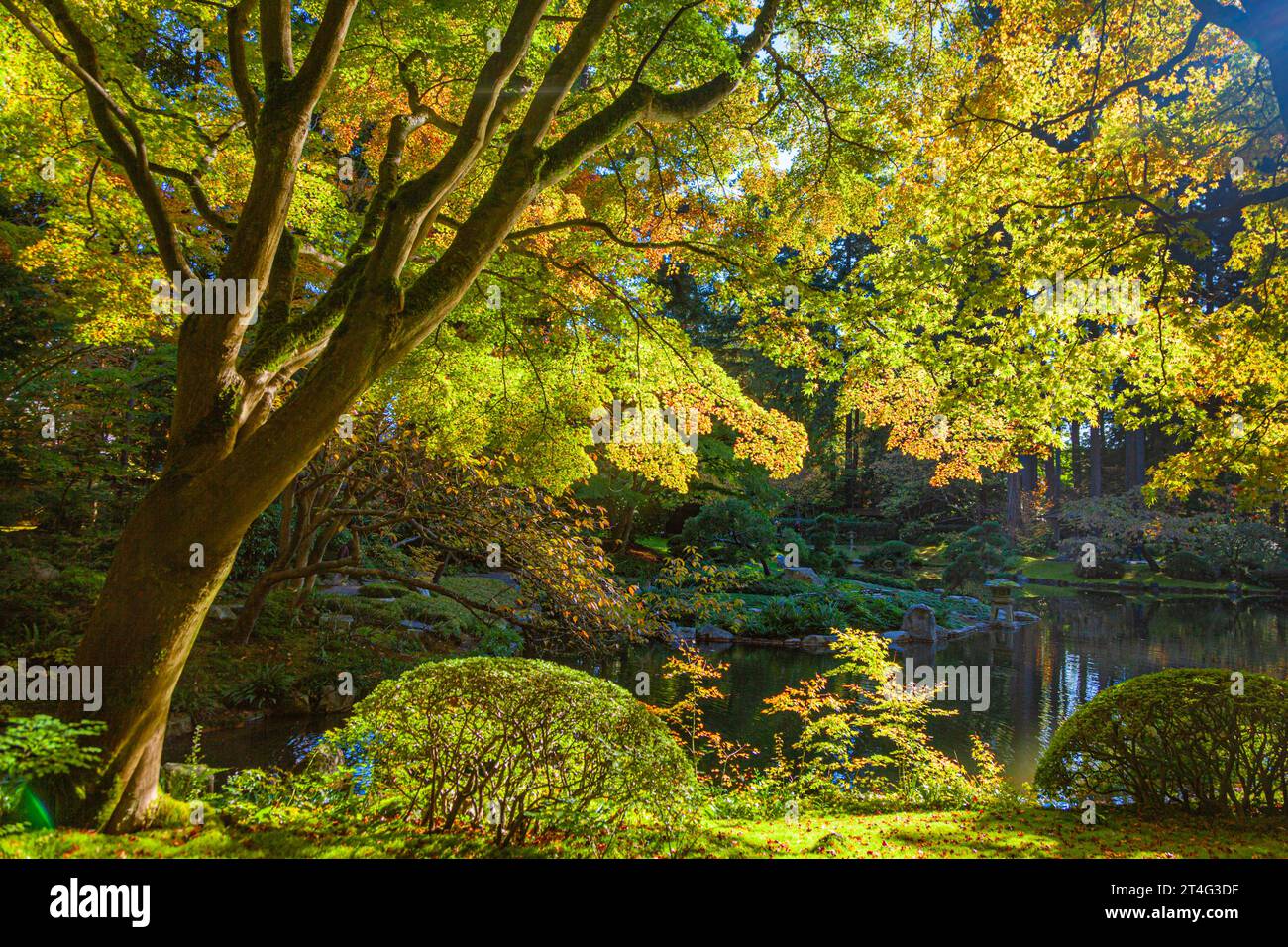 Branches Sptrading d'un érable japonais à Nitobe Garden UBC Vancouver Canada Banque D'Images