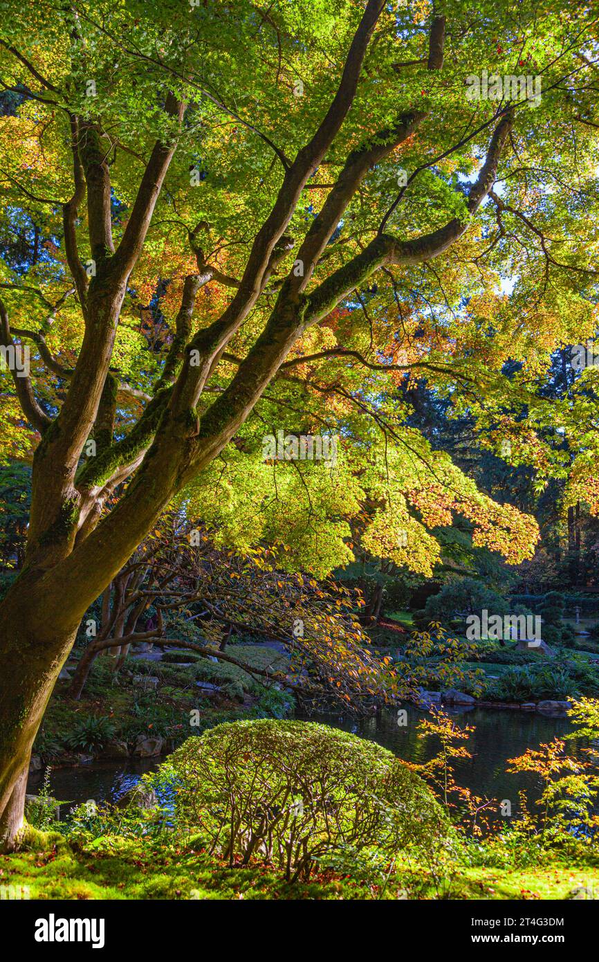 Branches Sptrading d'un érable japonais à Nitobe Garden UBC Vancouver Canada Banque D'Images