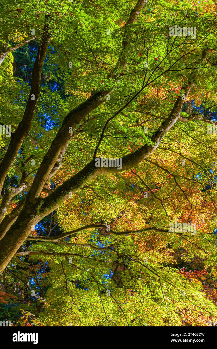 Branches Sptrading d'un érable japonais à Nitobe Garden UBC Vancouver Canada Banque D'Images
