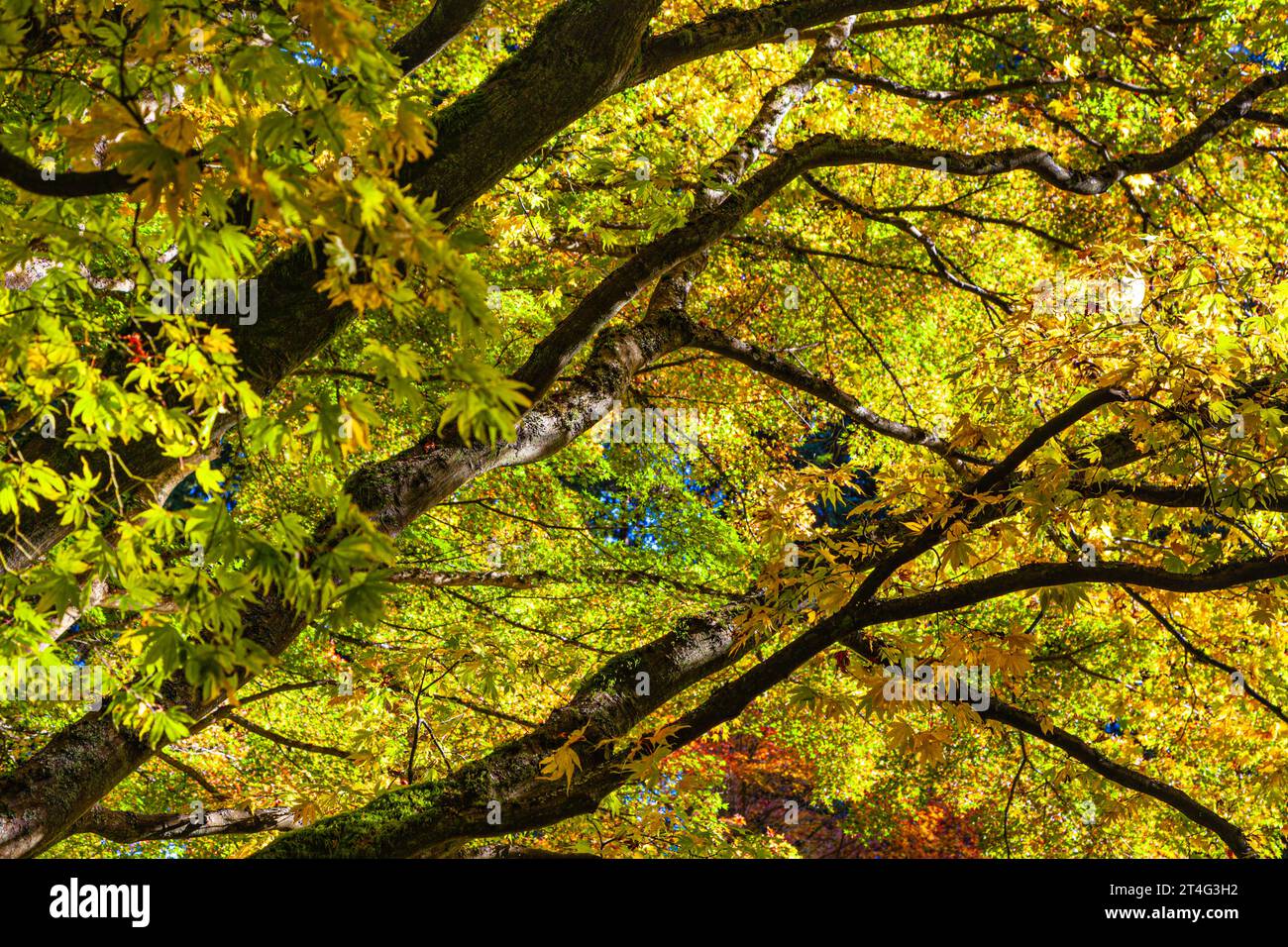 Branches Sptrading d'un érable japonais à Nitobe Garden UBC Vancouver Canada Banque D'Images