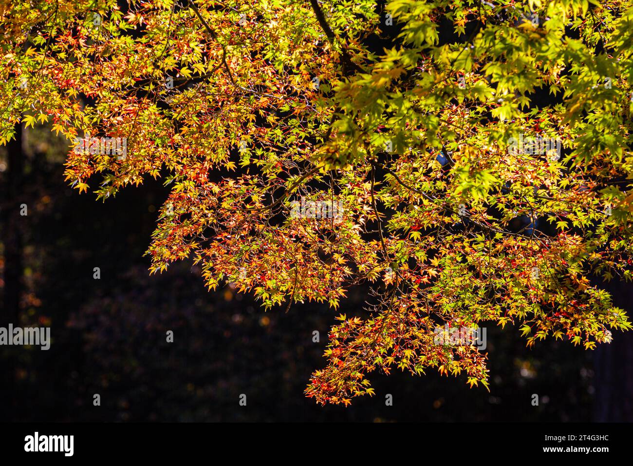 Image abstraite des feuilles contre l'ombre aux jardins japonais Nitobe à UBC Vancouver Canada Banque D'Images