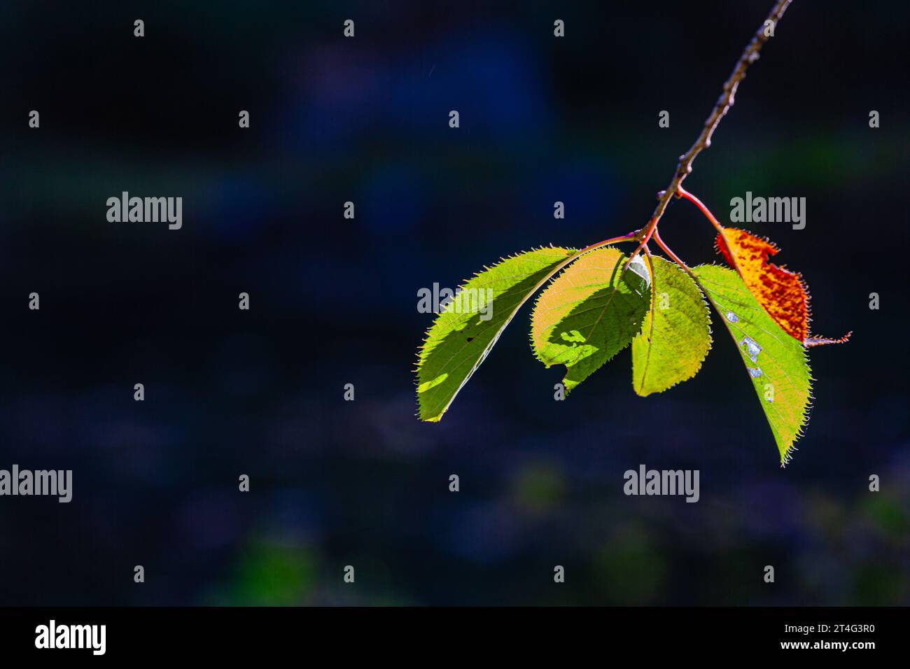 Feuilles isolées contre l'ombre dans le jardin japonais Nitobe à UBC à Vancouver Canada Banque D'Images