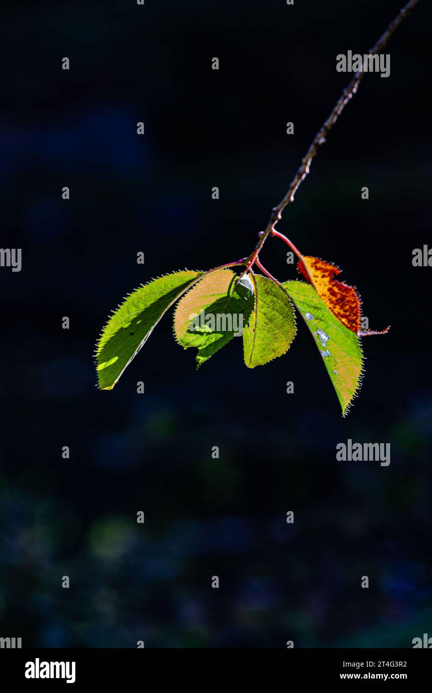Feuilles isolées contre l'ombre dans le jardin japonais Nitobe à UBC à Vancouver Canada Banque D'Images