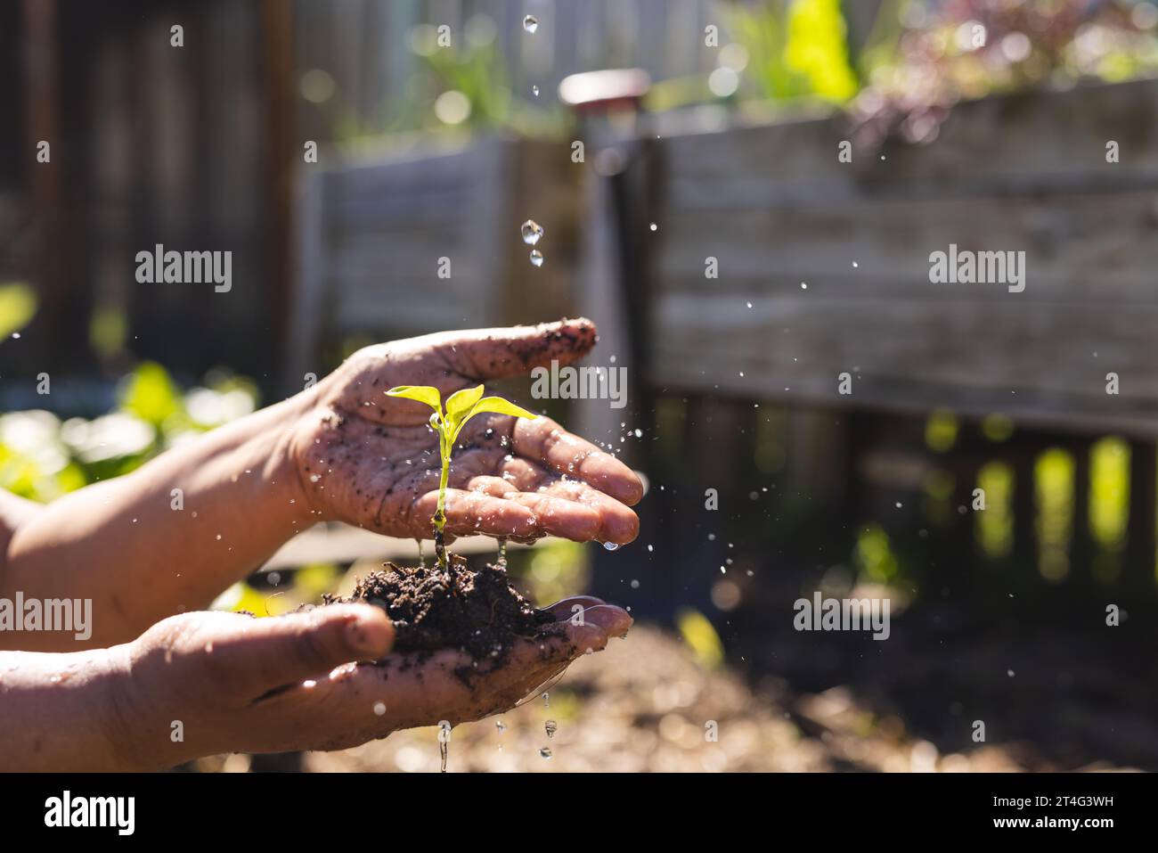 Gros plan des mains de la femme biracial senior tenant les semis dans le jardin ensoleillé, espace de copie Banque D'Images