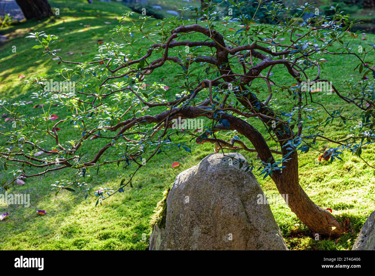 Combinaison créative de roche et d'arbre dans le jardin japonais Nitobe à UBC à Vancouver Canada Banque D'Images