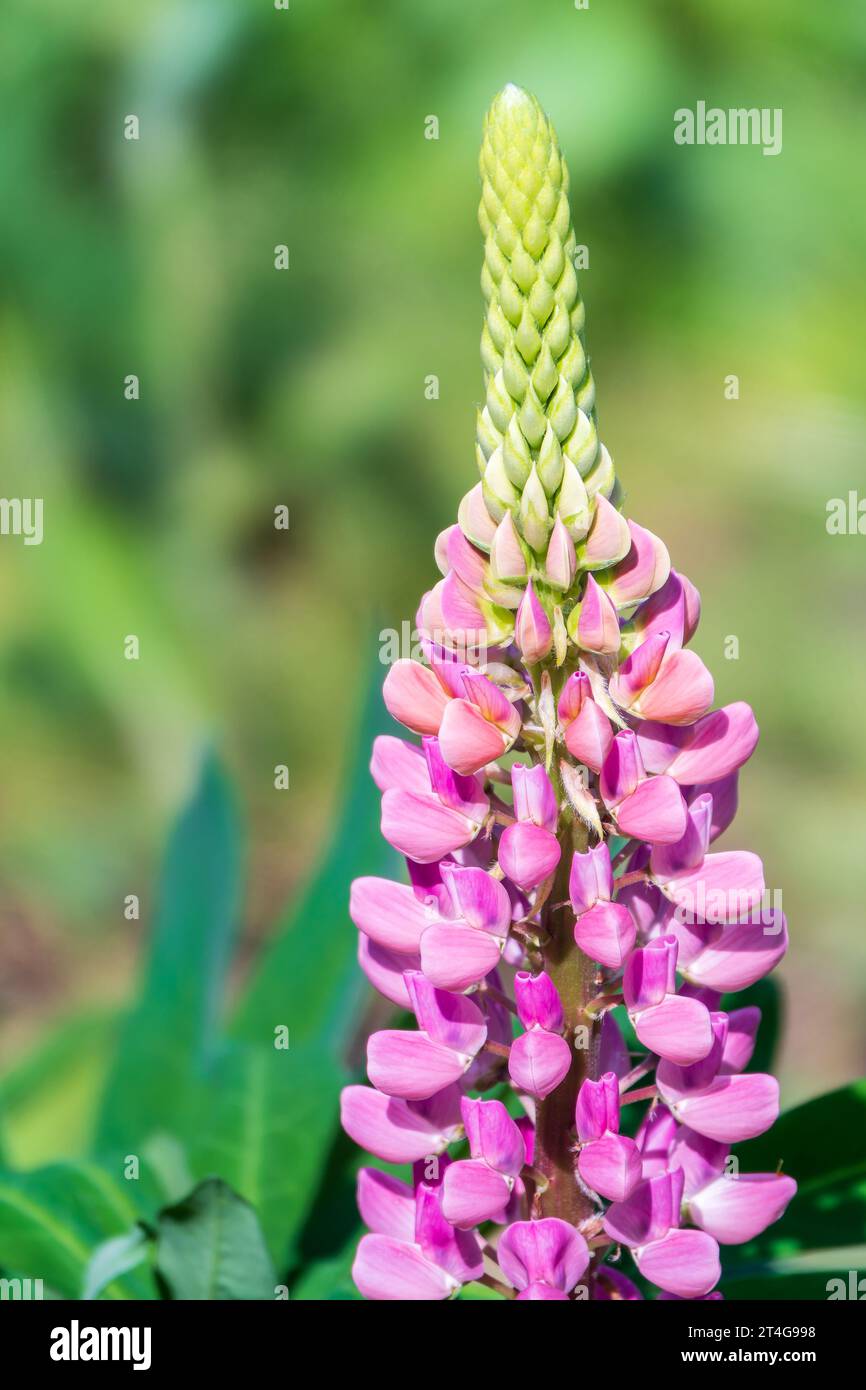 Lupins, plante de lupin, lupinus, avec des fleurs roses poussant dans un jardin arrière. Lupinus polyphyllus grandes fleurs de lupin à feuilles en fleurs Banque D'Images