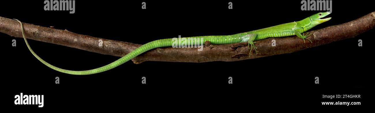 Lézard à quille verte (Gstropholis prasina) Banque D'Images