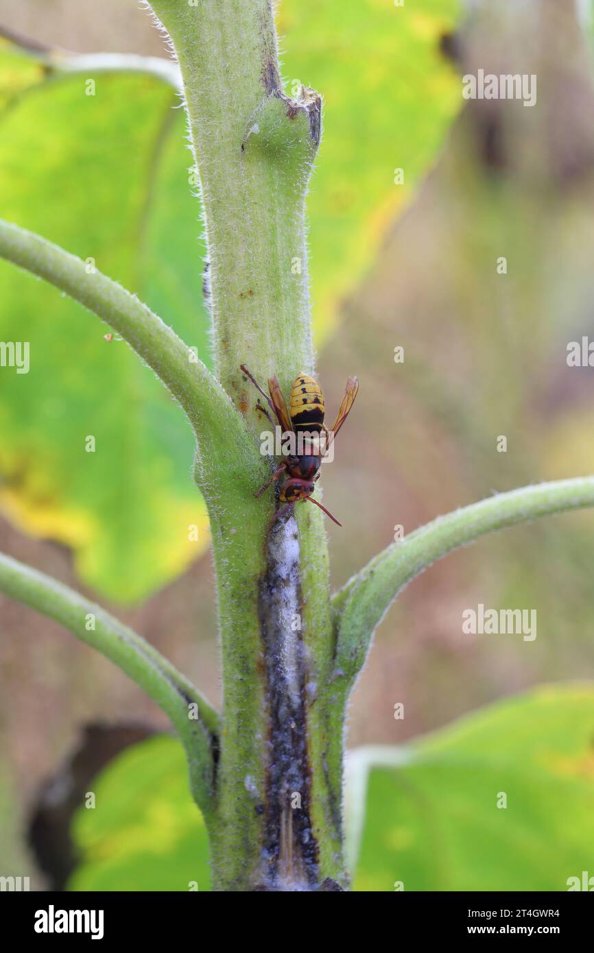 Un jus de frelon léchant s'échappant d'une plante de tournesol infectée par des bactéries pathogènes - pourriture de tige bactérienne Pectobacterium carotovorum. Banque D'Images