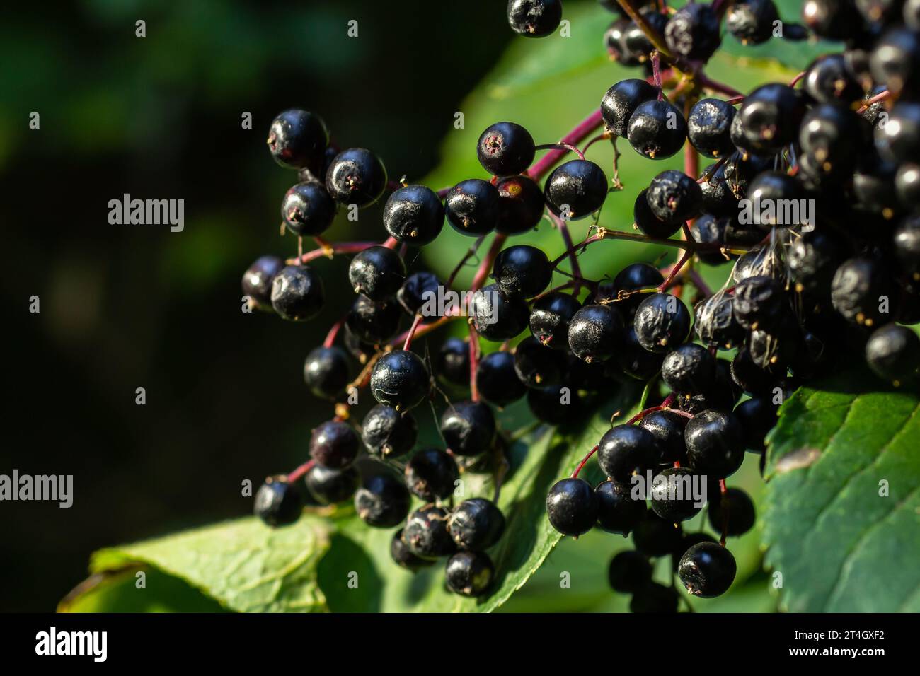 Grappe de sureau noir Sambucus. Buisson de sureau avec des baies. Banque D'Images