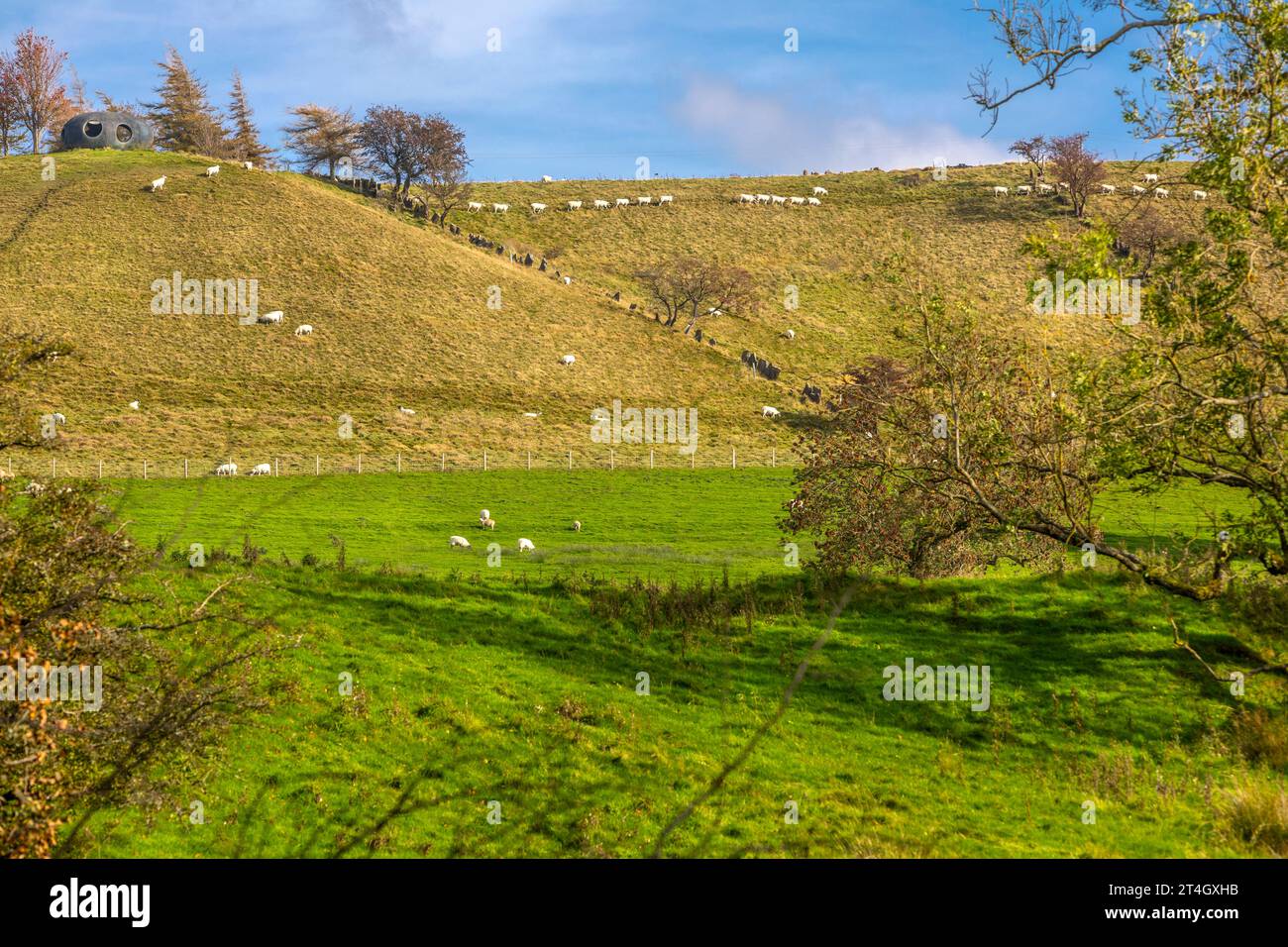 Moutons paissant dans les champs près de Wycoller, Lancashire. Banque D'Images