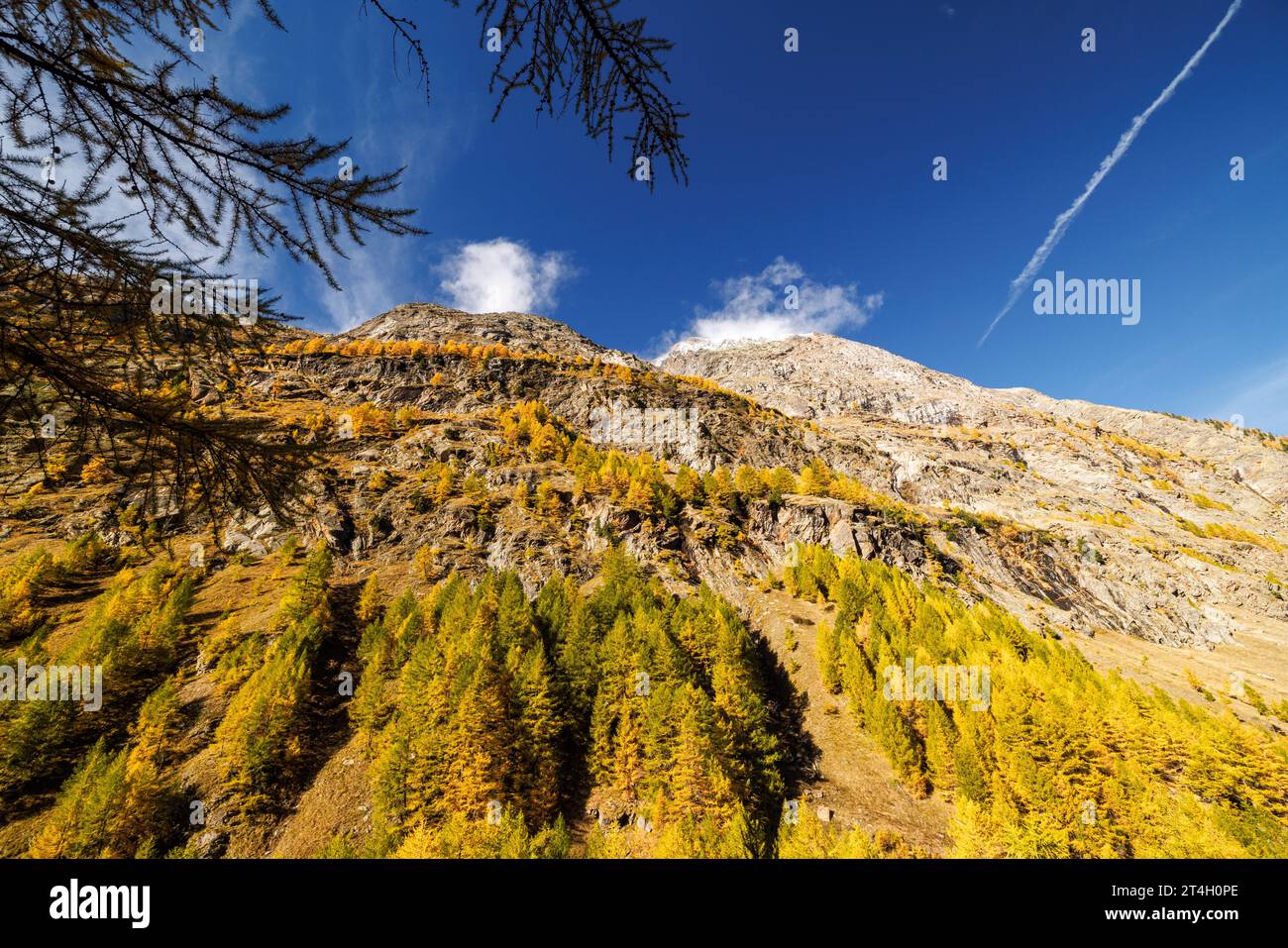 Forêt de mélèzes européens de couleur jaune (Larix decidua) en automne à Saastal, Valais Banque D'Images