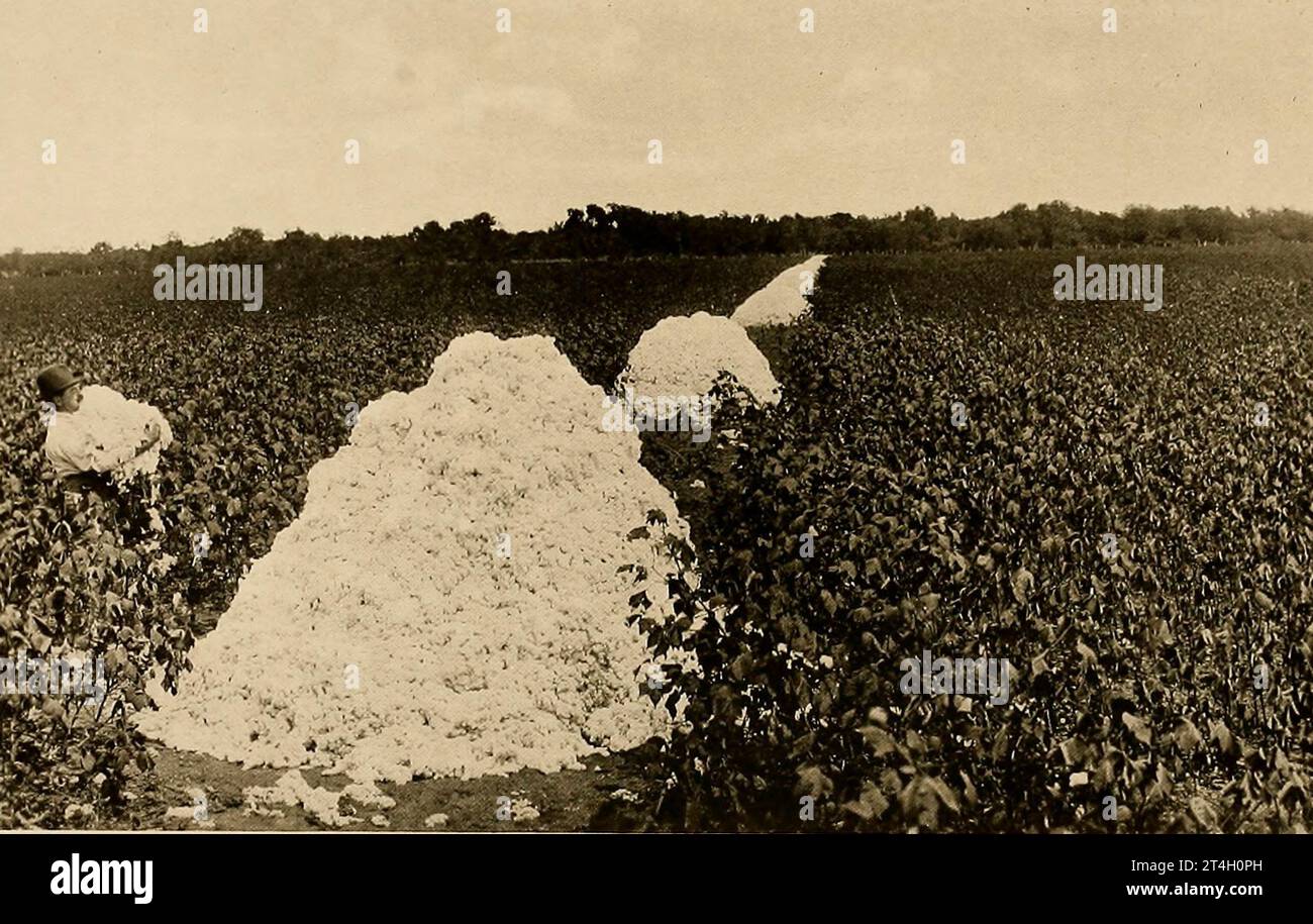 Récolter le coton du livre Texas, The Wonderful, the State of the six Flags ; par Nevin Otto Winter publie la page Company 1916, y compris les comptes de la colonie espagnole et l'établissement des missions indiennes ; l'expédition malheureuse et la mort de la salle ; The Romance of ITS Early Settlement and Stories of ITS Hardy Pioneers ; The Nine Year Republic of Texas ; Stephen F. Austin et Sam Houston ; Remember the Alamo ; The Development of Cattle Ranches ; The Great Ranches and a visit a million-acre Ranch ; The Growing Cities; la réhabilitation de Galveston ; le long de Th Banque D'Images