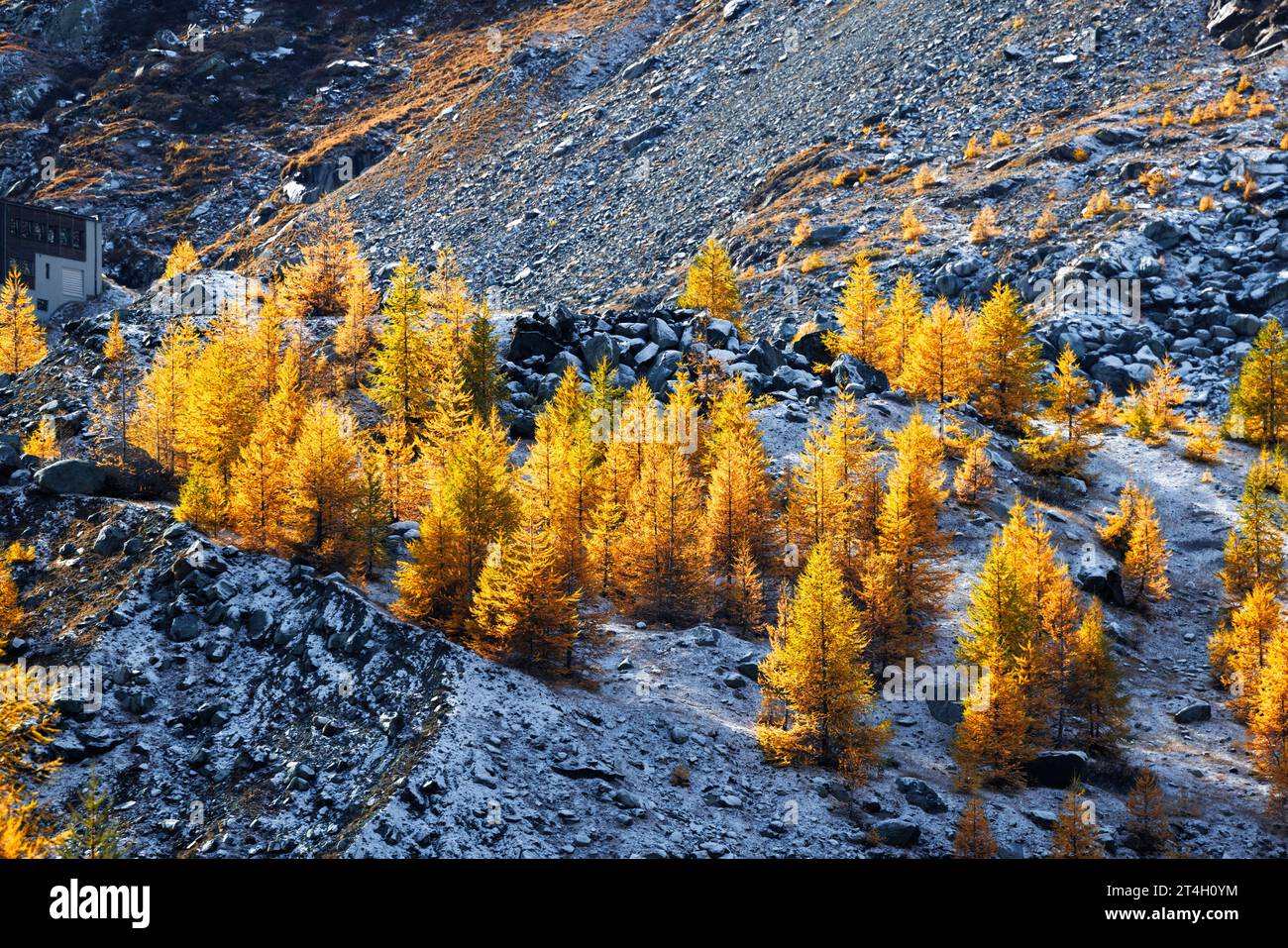 Mélèze européen (Larix decidua) en automne en Valais Banque D'Images