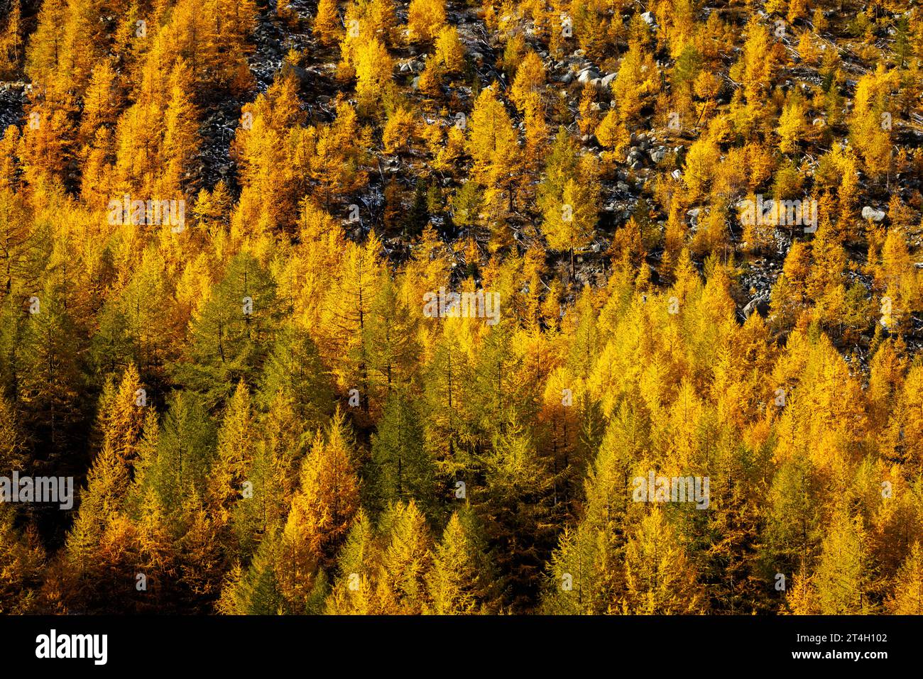 Mélèze européen (Larix decidua) en automne en valais Banque D'Images
