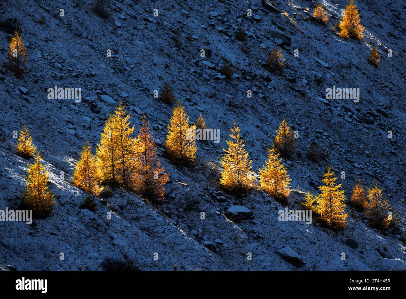 Mélèze européen de couleur jaune (Larix decidua) en automne à Saas Almagell, Valais Banque D'Images