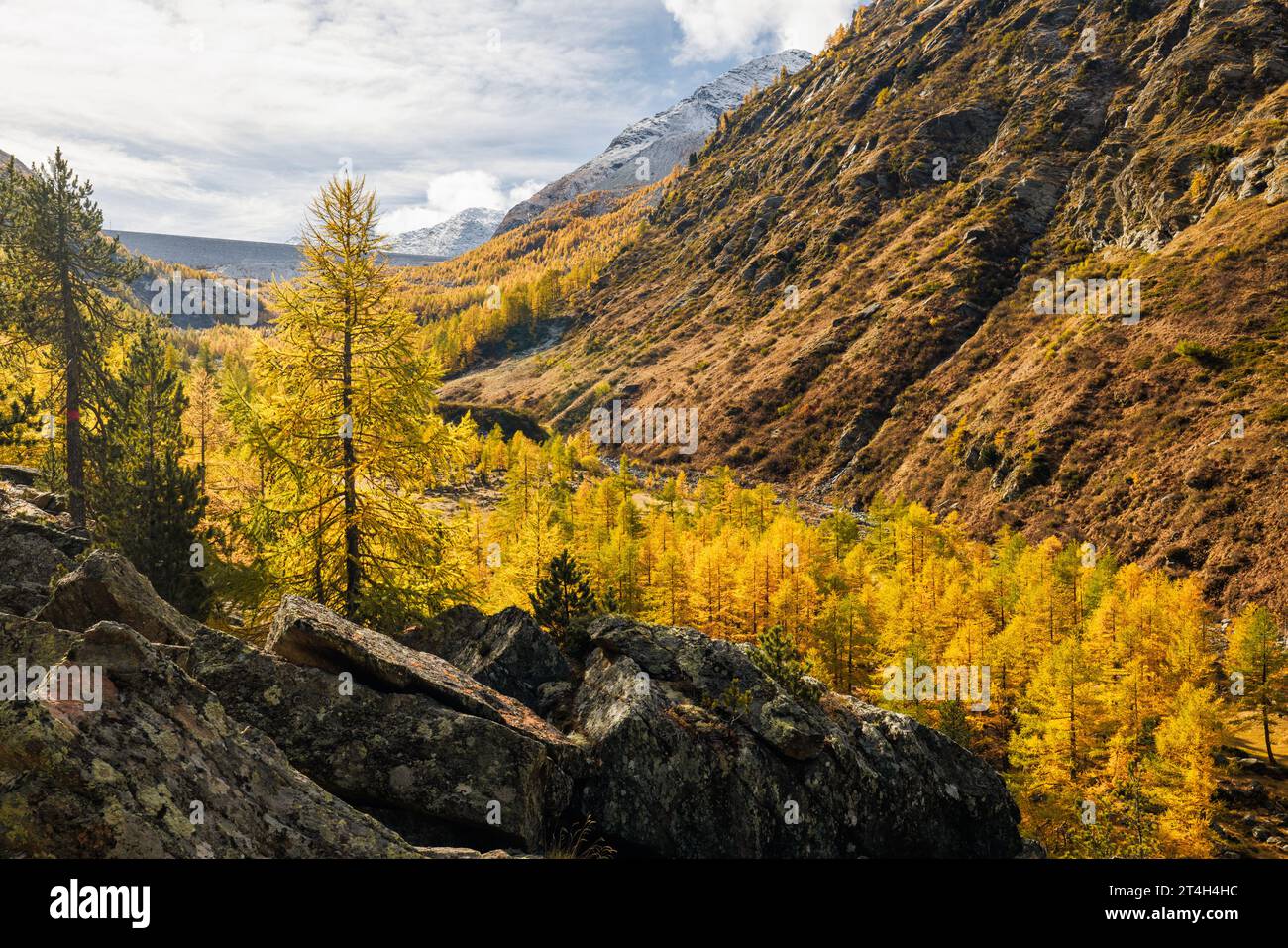Mélèze européen de couleur jaune (Larix decidua) avec Mattmark damm en automne à Saastal, Valais Banque D'Images