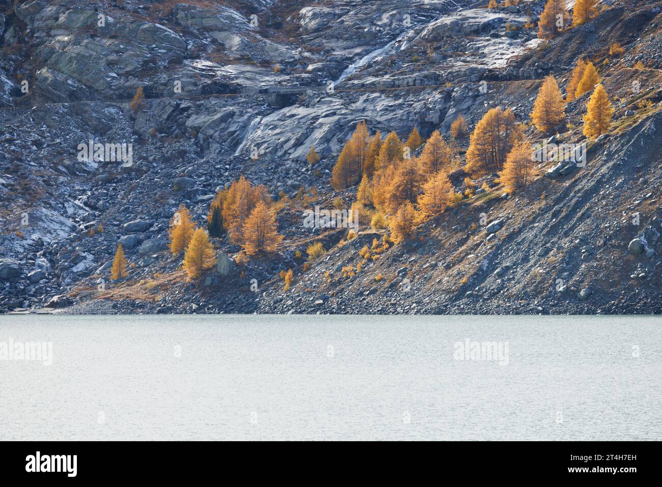 Mélèze européen de couleur jaune (Larix decidua) au réservoir Mattmark en automne à Saas Almagell, Valais Banque D'Images