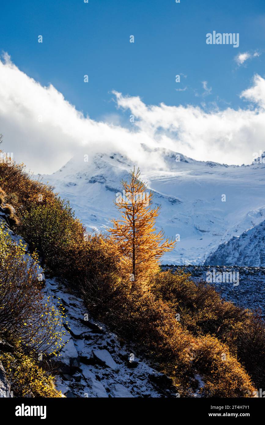 Mélèze européen de couleur jaune (Larix decidua) en automne à Saas Almagell, Valais Banque D'Images