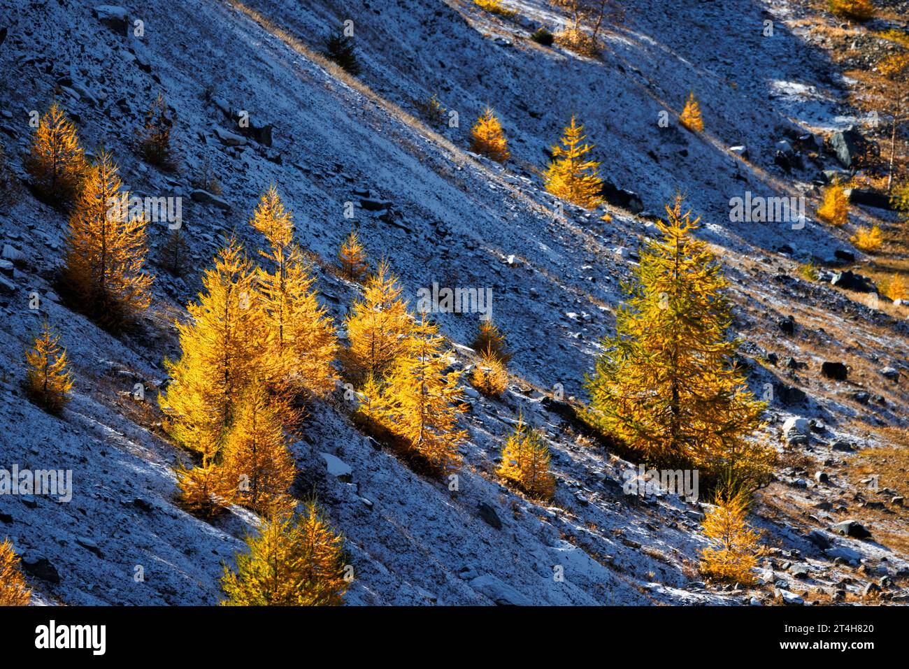 Mélèze européen de couleur jaune (Larix decidua) en automne à Saas Almagell, Valais Banque D'Images