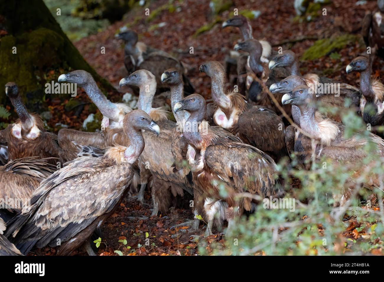 portrait horizontal d'un groupe de vautours à la recherche de charognes pour se nourrir. ils sont dans leur état naturel, à l'état sauvage, dans une forêt de hêtres. espace pour Banque D'Images