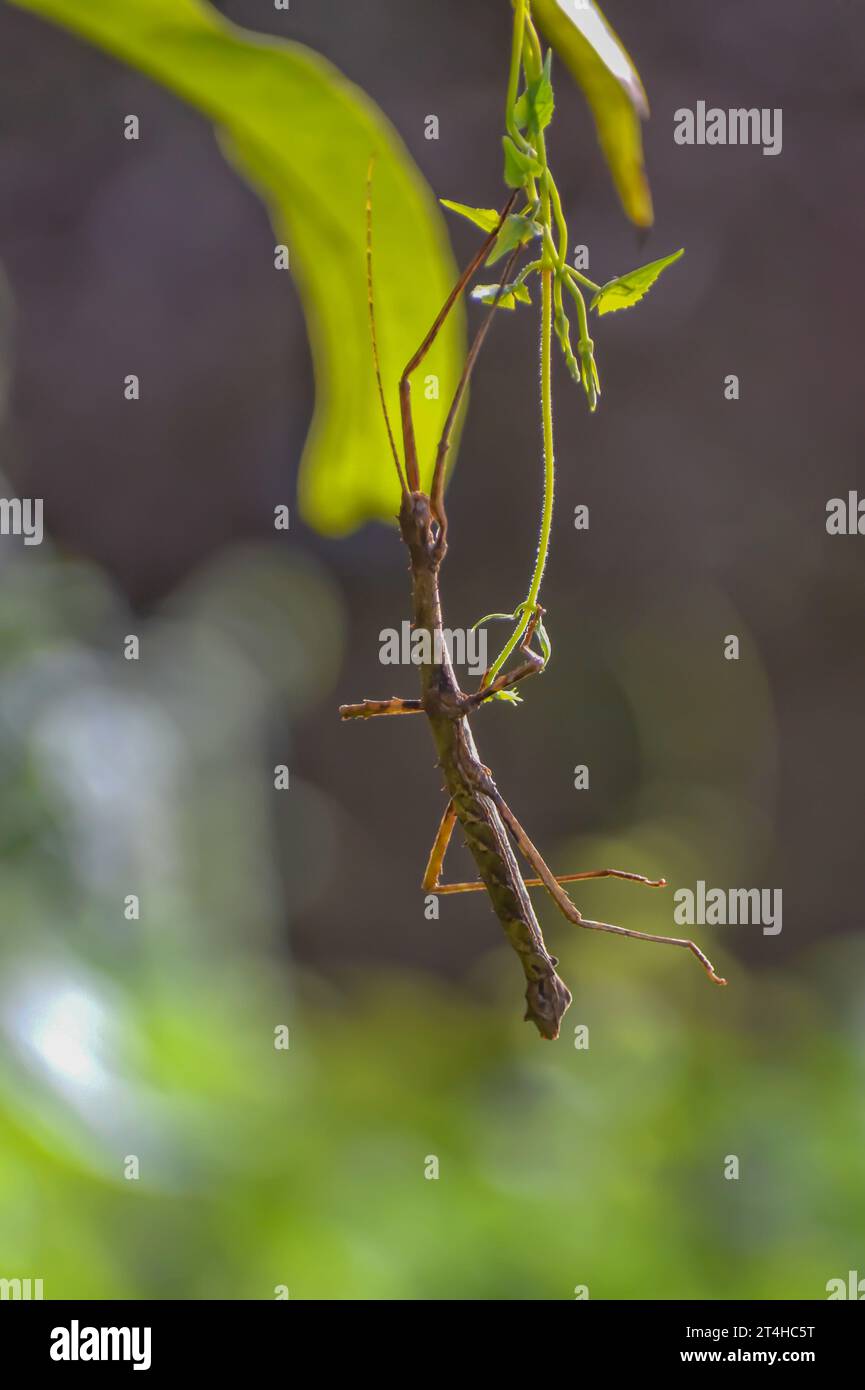 Un moment de tranquillité : Stick insecte perché sur une feuille Banque D'Images