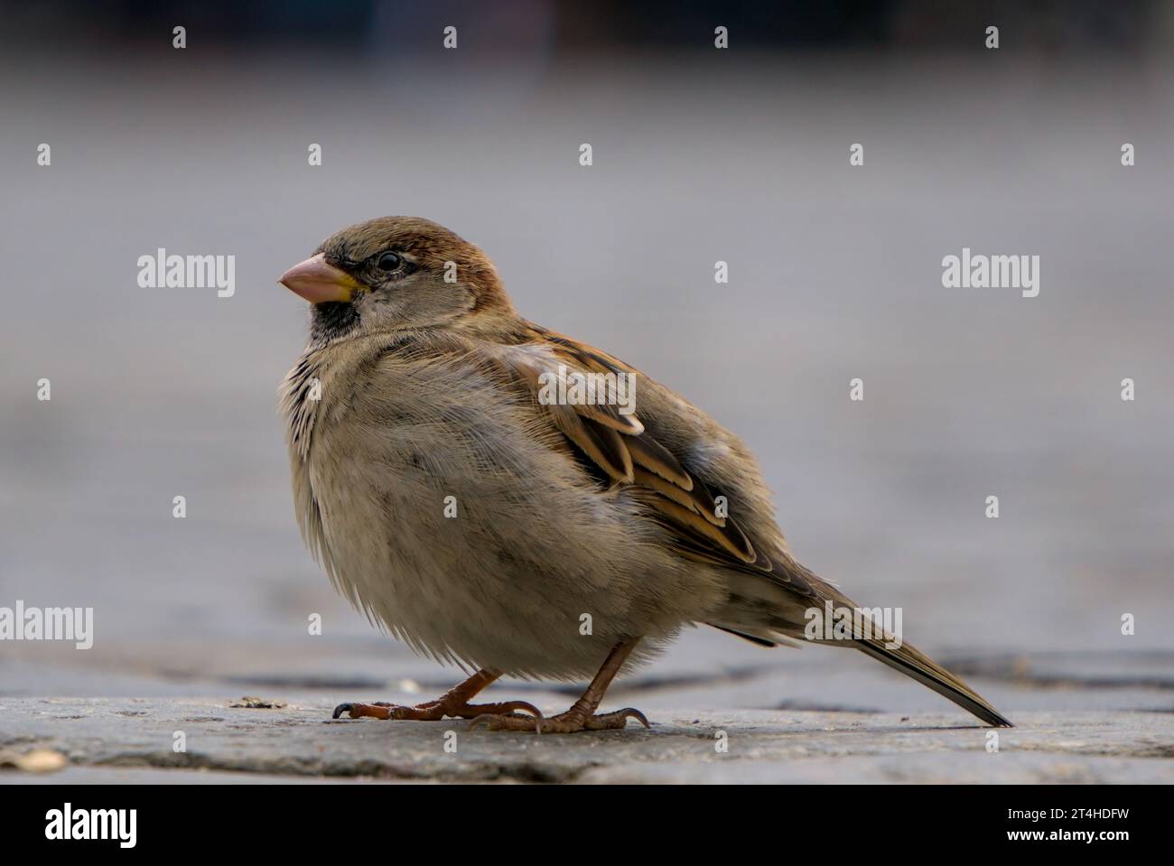 Petit moineau assis sur le sol gros plan, à hauteur des yeux, plan de profil Banque D'Images