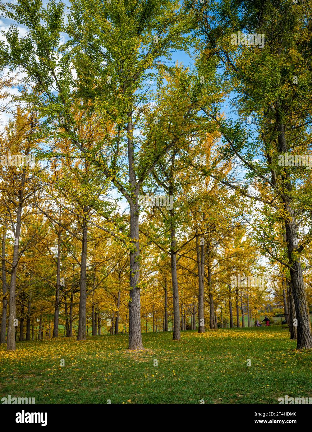 Une photo grand angle au format vertical de Ginkgo Grove dans l'arboretum de l'État de Virginie Banque D'Images