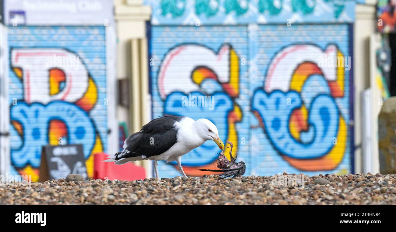 Un grand goéland à dos noir , Larus marinus , se nourrissant d'une charogne d'oiseaux morts sur la plage de Brighton après les tempêtes d'automne Banque D'Images