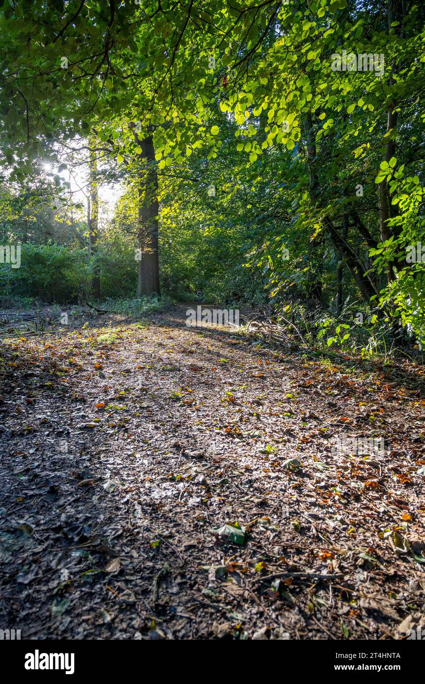 Chemin forestier dans Stanmer Park , Brighton , Sussex , Angleterre Royaume-Uni Banque D'Images