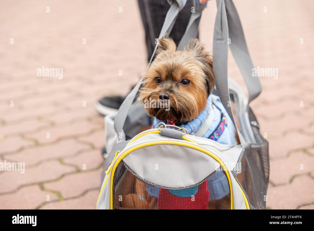 Yorkshire Terrier chien assis dans un transporteur de voyage, chien de voyage Banque D'Images