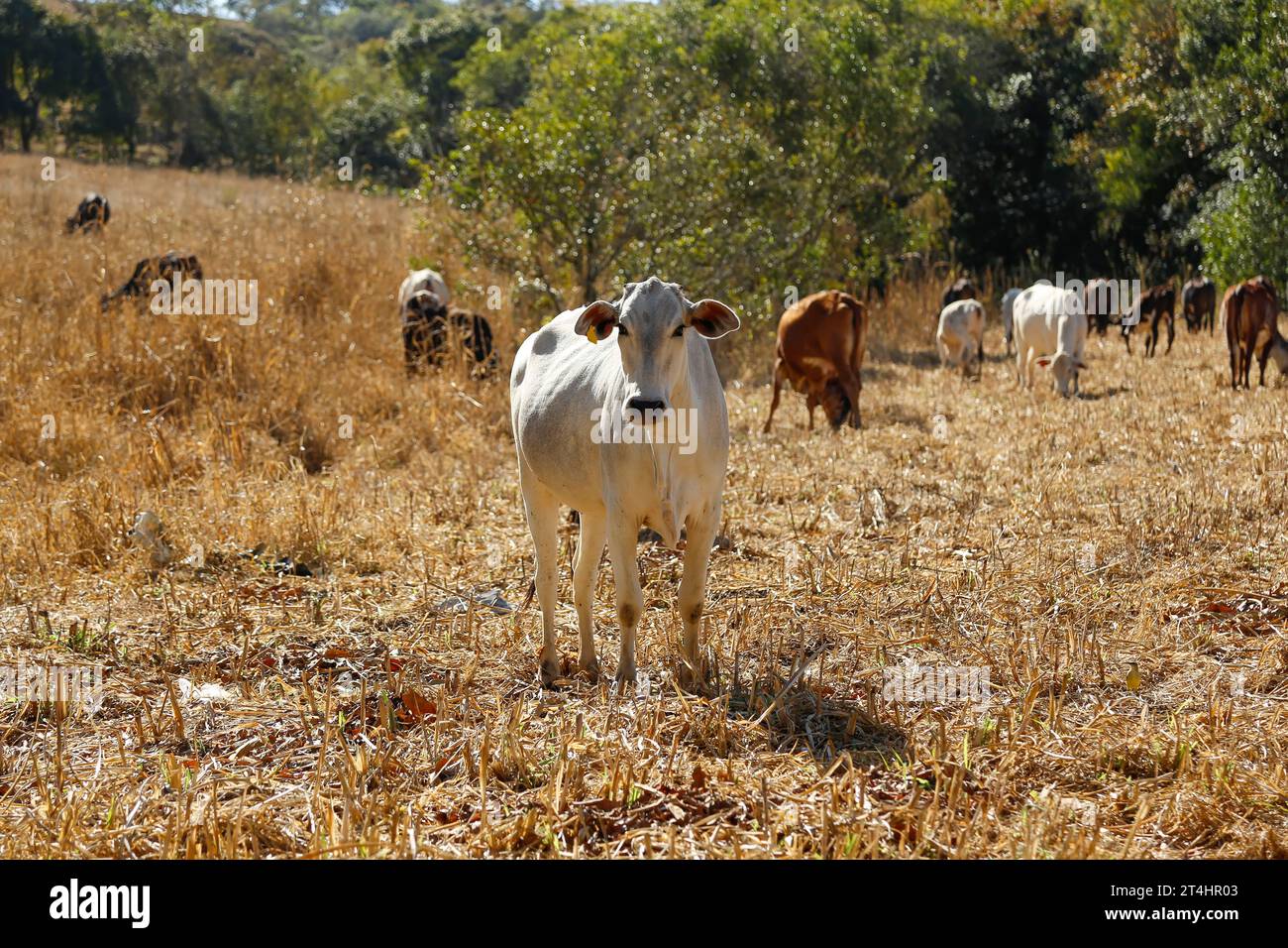 vaches et taureaux dans le troupeau sur le champ d'herbe sèche. Une vache regarde la caméra. troupeau de bovins Banque D'Images