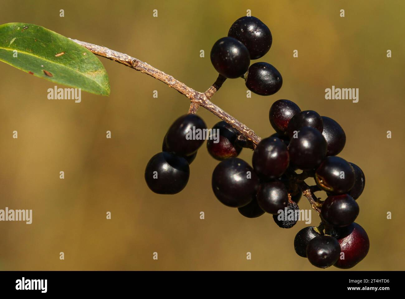 Baies de cornet commun (Ligustrum vulgare) Banque D'Images