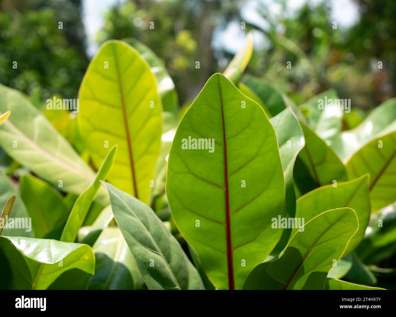 Ketapang Laut, amandier de plage, feuilles vertes Terminalia catappa. Banque D'Images