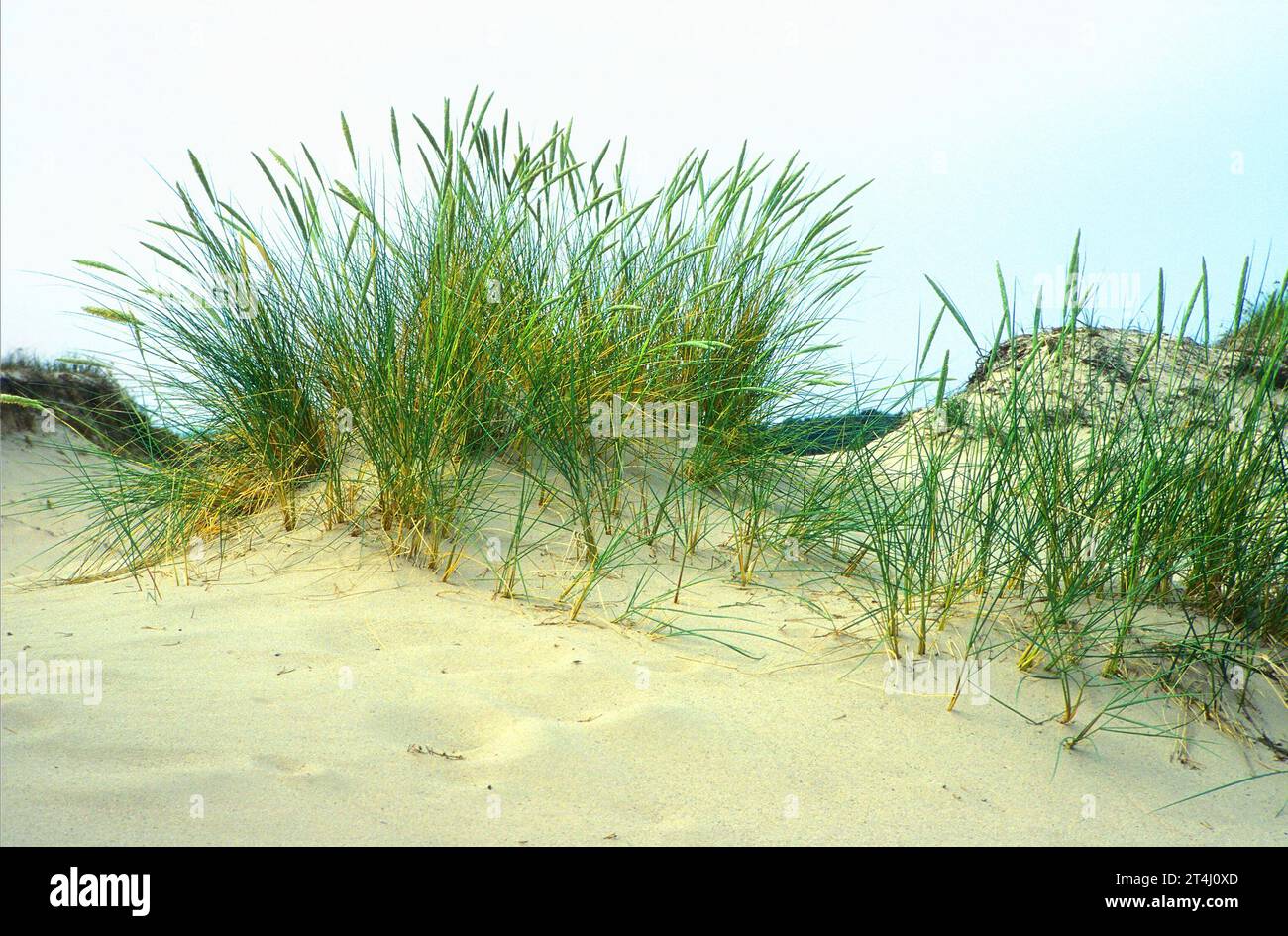 Dune de sable, Hiddensee, Allemagne Banque D'Images