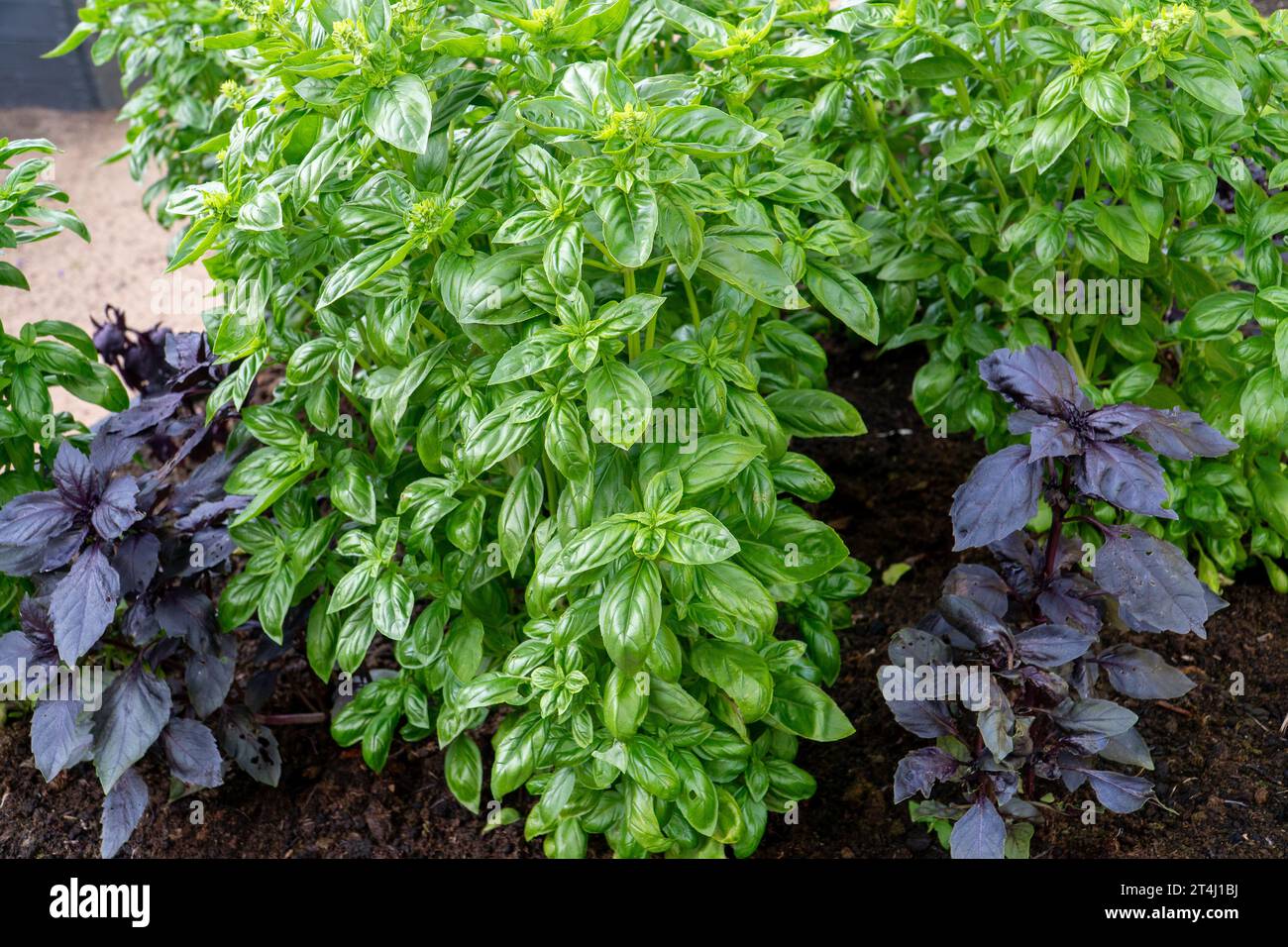 Vue rapprochée des plantes de basilic vibrantes du Bush poussant dans un jardin bien entretenu, mettant en valeur la beauté de cette espèce aromatique. Banque D'Images