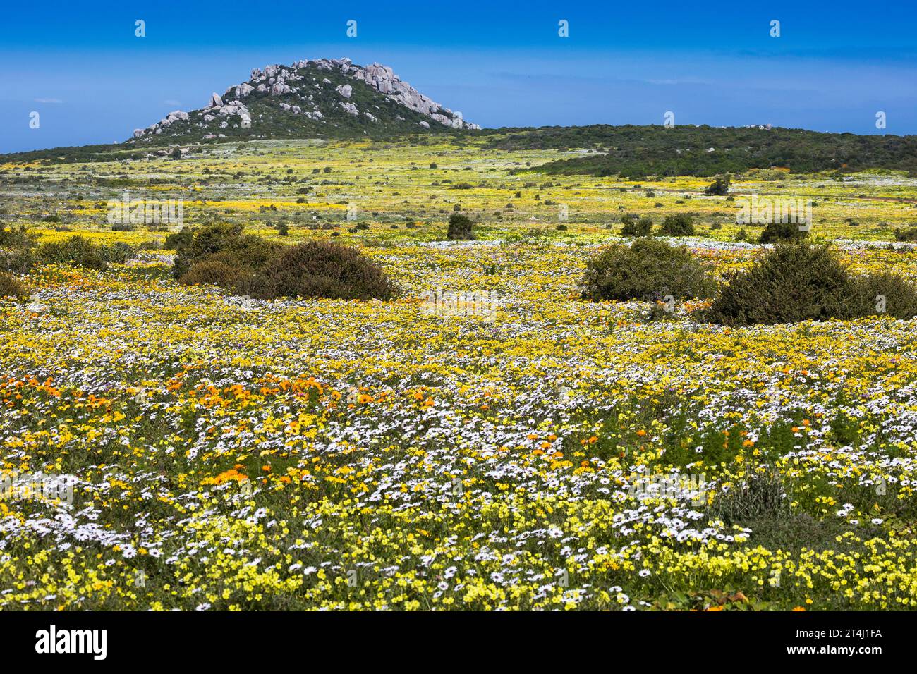 Un paysage d'un grand affichage de marguerites jaunes et blanches poussant au printemps sur la côte ouest de l'Afrique du Sud avec une colline au loin Banque D'Images