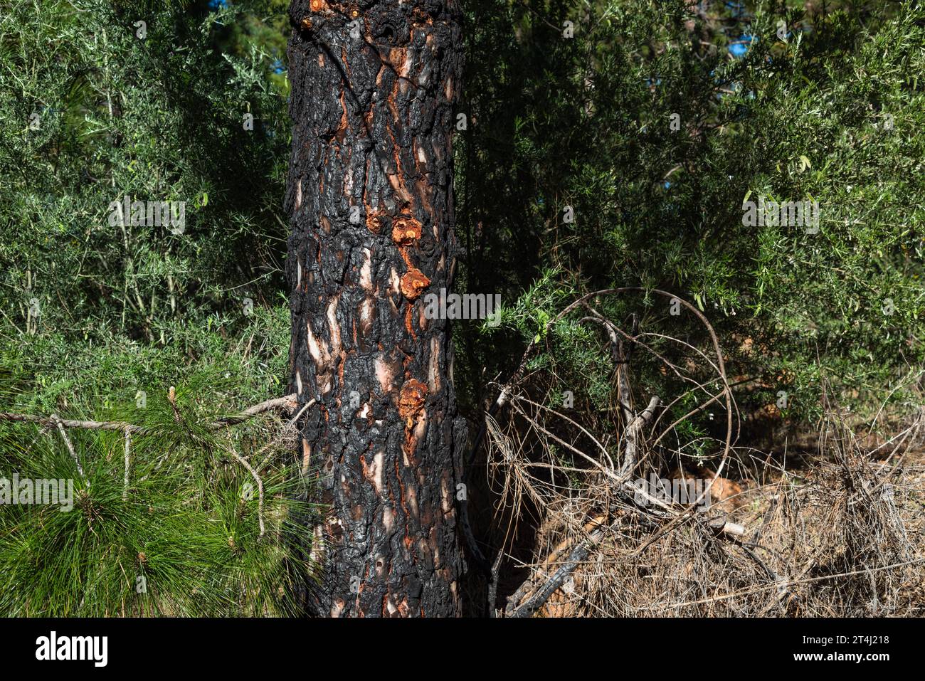 Écorce avec résine orange de pins canariens indigènes (Pinus canariensis) qui ont été brûlés dans un feu de forêt et sont maintenant en train de récupérer, Chinyero, Tenerife Banque D'Images