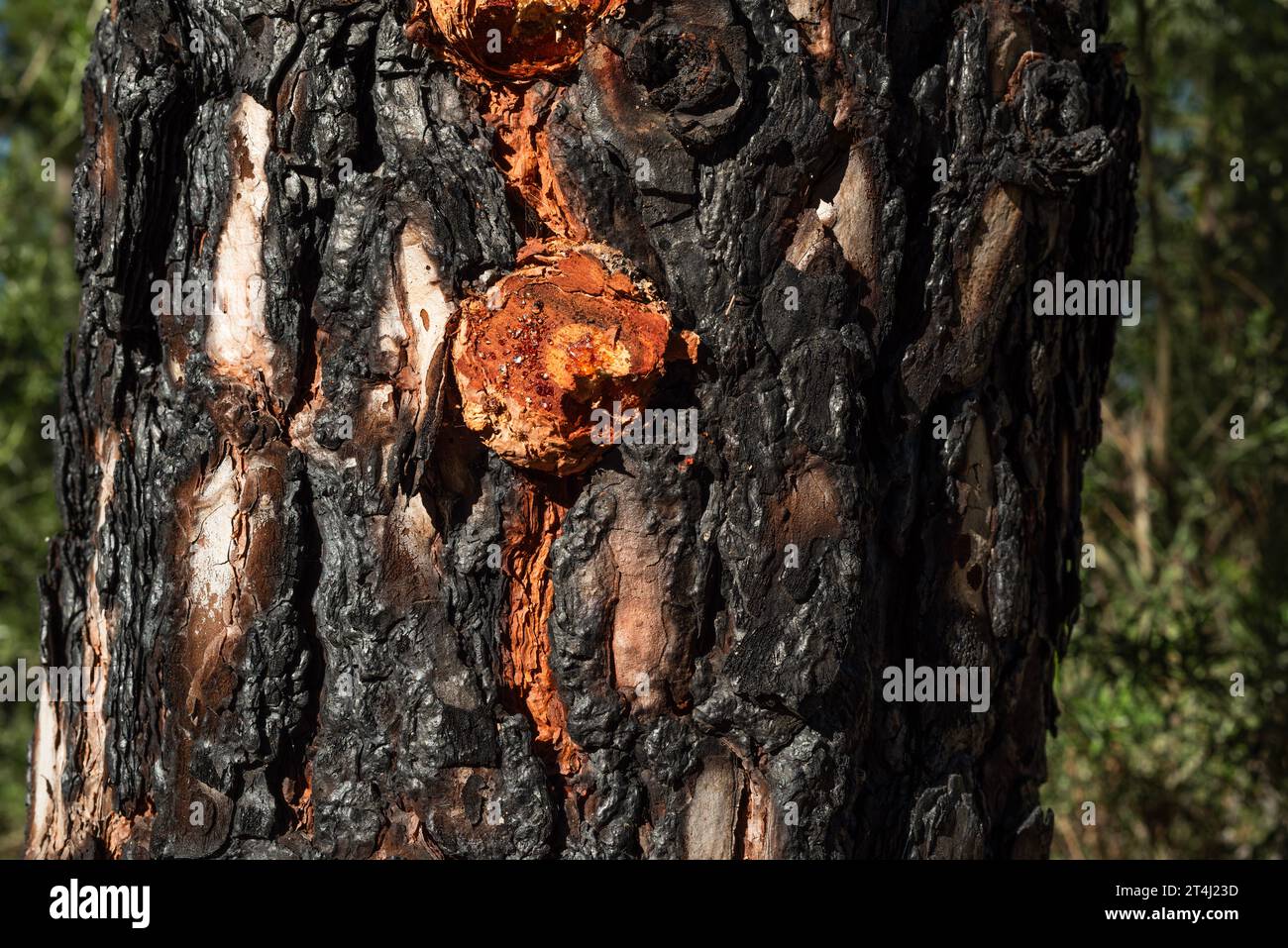 Écorce avec résine orange de pins canariens indigènes (Pinus canariensis) qui ont été brûlés dans un feu de forêt et sont maintenant en train de récupérer, Chinyero, Tenerife Banque D'Images