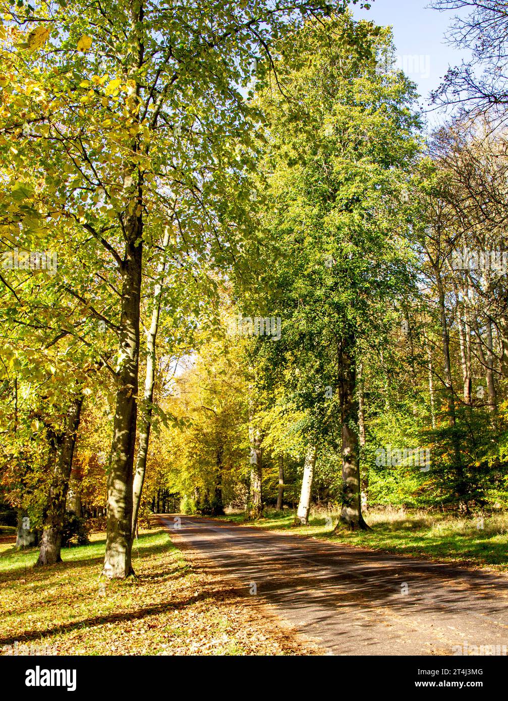 Dundee, Tayside, Écosse, Royaume-Uni. 31 octobre 2023. Météo britannique : belles scènes automnales au Dundee Camperdown Country Park en Écosse. Crédit : Dundee Photographics/Alamy Live News Banque D'Images