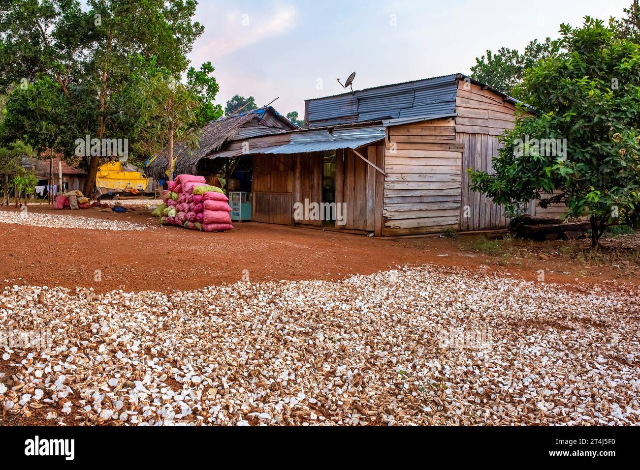 Les racines de manioc sont séchées comme matières premières pour la production industrielle d'alcool, Bình Phuoc, Vietnam Banque D'Images