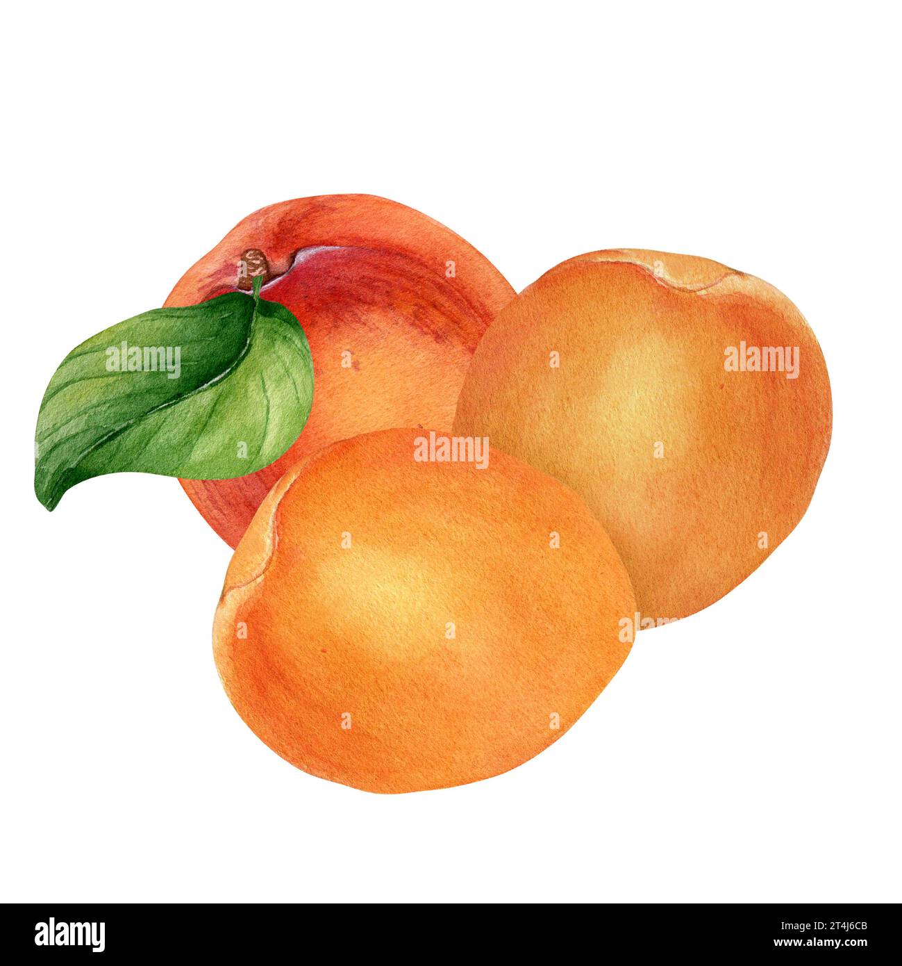 Illustration aquarelle avec abricots entiers, fruits jaunes avec des feuilles isolées sur blanc. Fruits orange, pêche, nectarine dessinés à la main. Elément de conception fo Banque D'Images