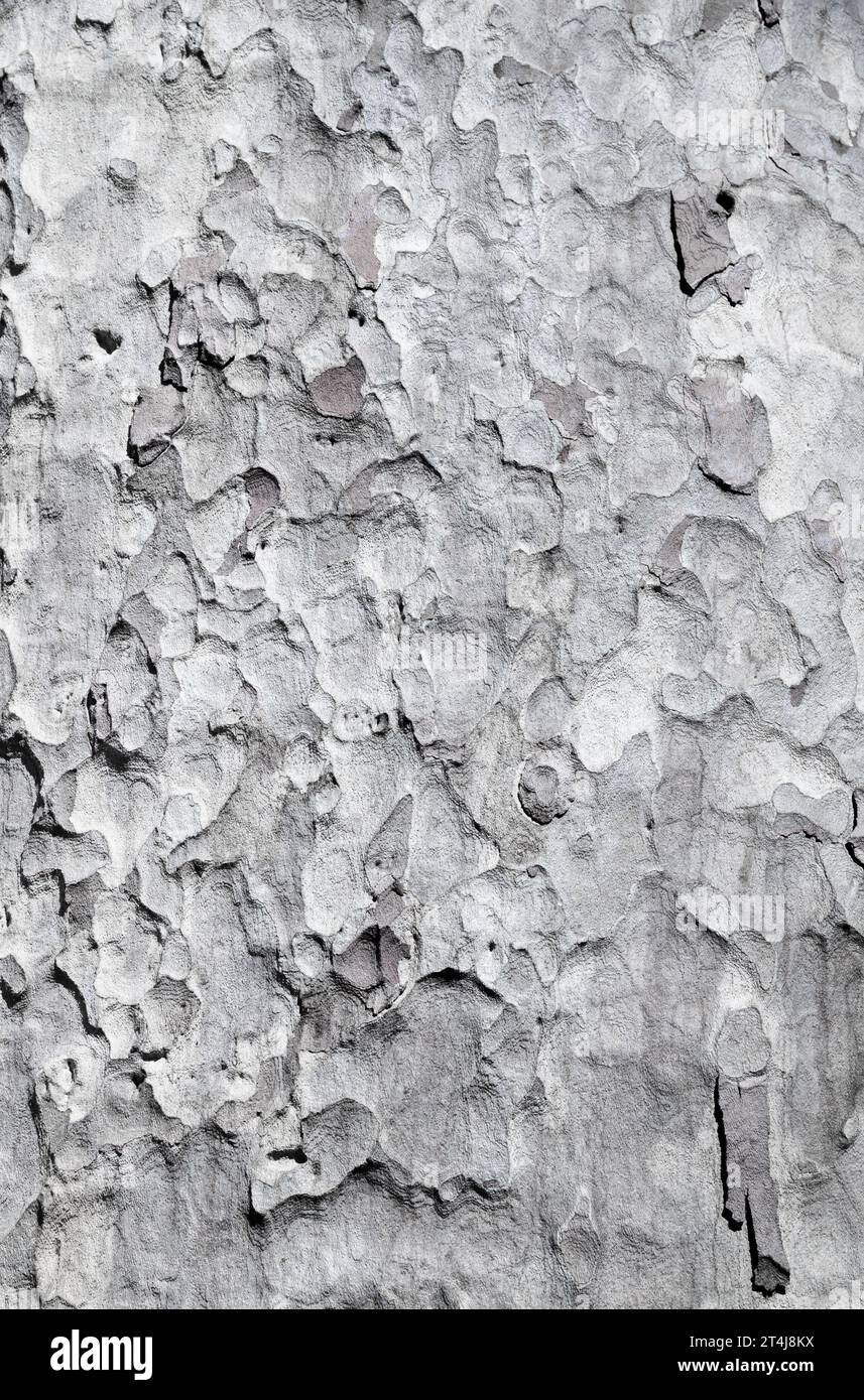 Image complète de Sycamore Tree Bark Banque D'Images