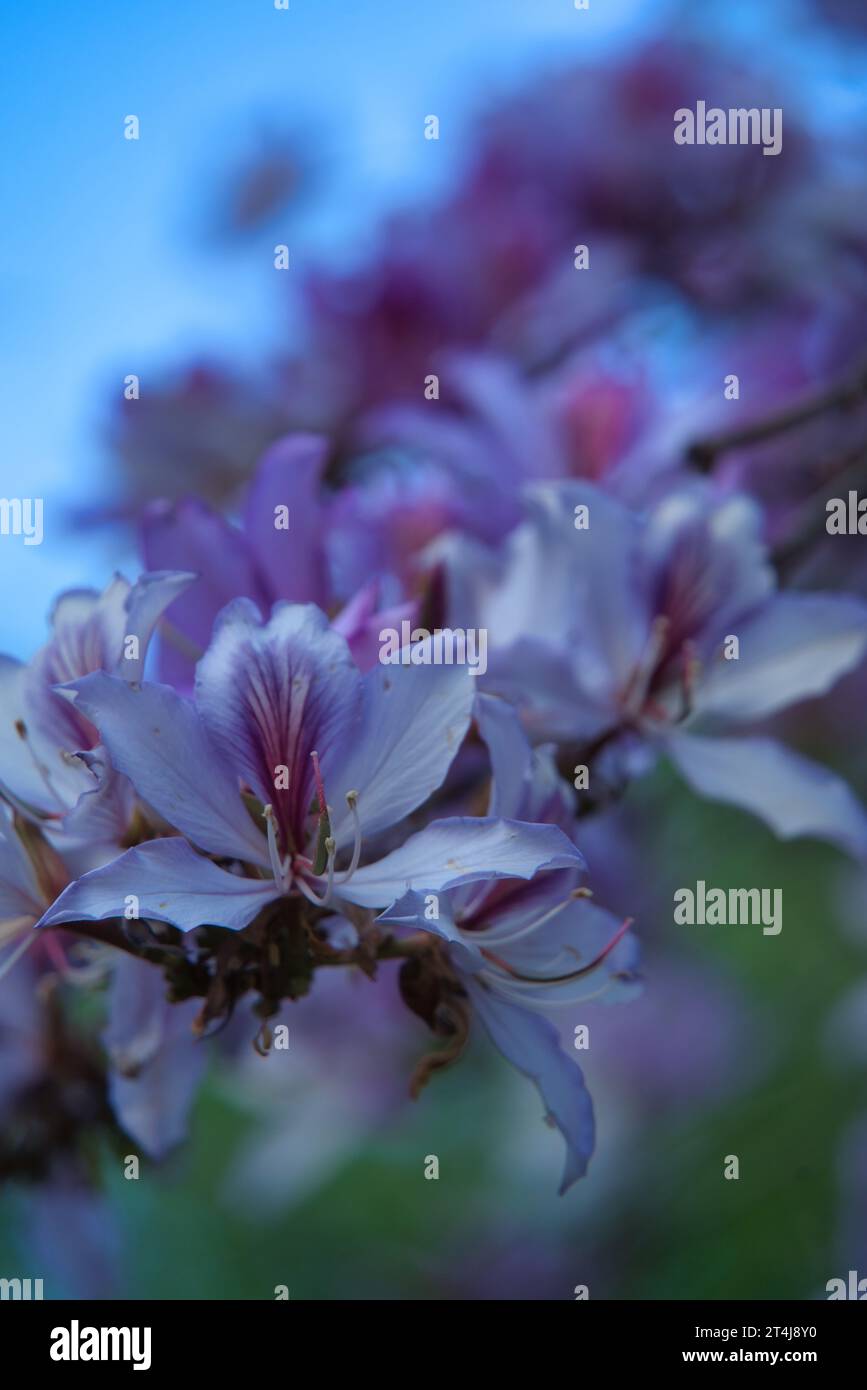 Arbre d'orchidée, également connu comme demi-arbre robuste, arbre d'orchidée pourpre, papillon frêne, Orchidtree, pied de chameaux blancs, ébène de montagne, ou bauhinia blanche. Image Banque D'Images