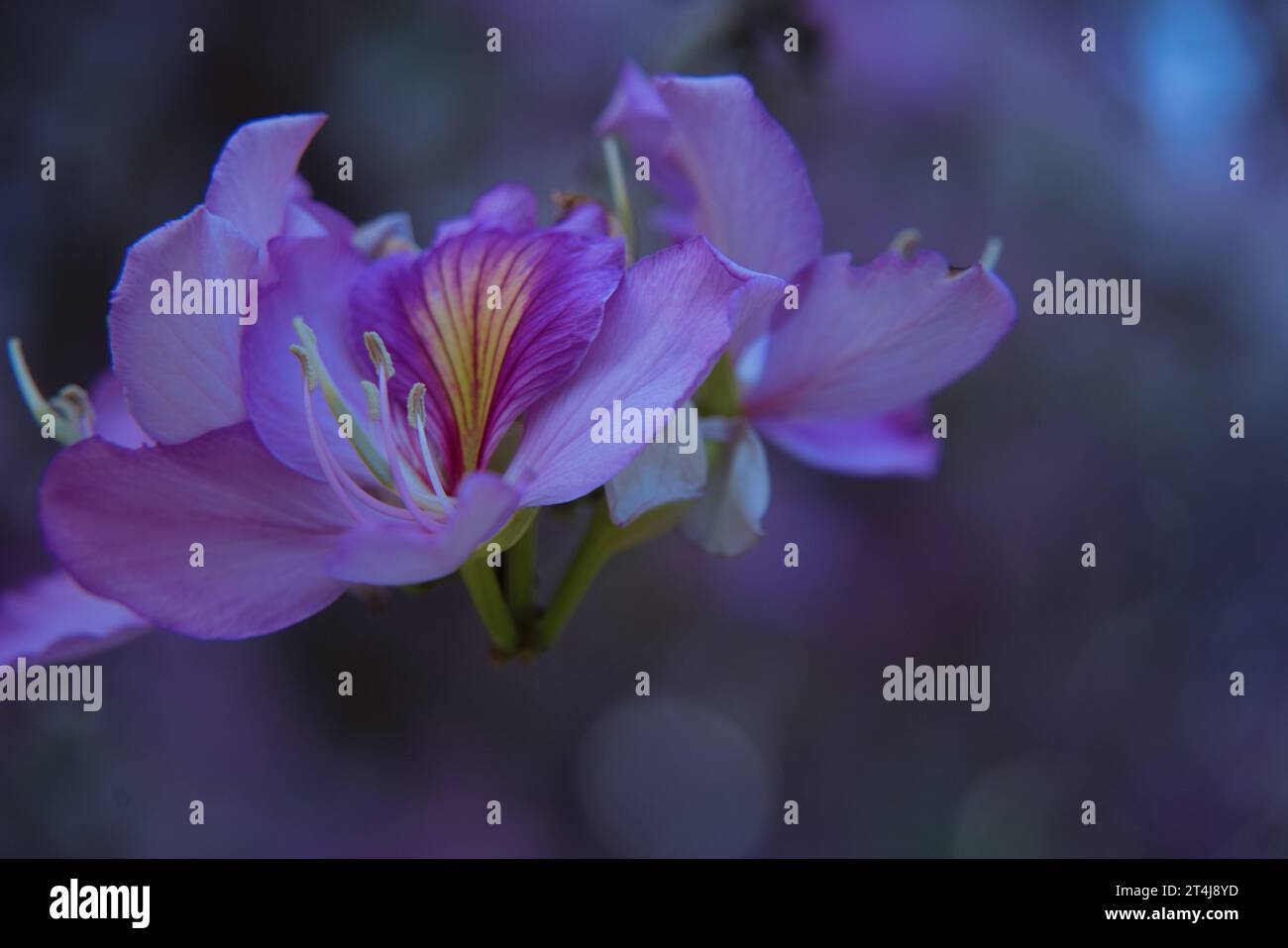Arbre d'orchidée, également connu comme demi-arbre robuste, arbre d'orchidée pourpre, papillon frêne, Orchidtree, pied de chameaux blancs, ébène de montagne, ou bauhinia blanche. Image Banque D'Images