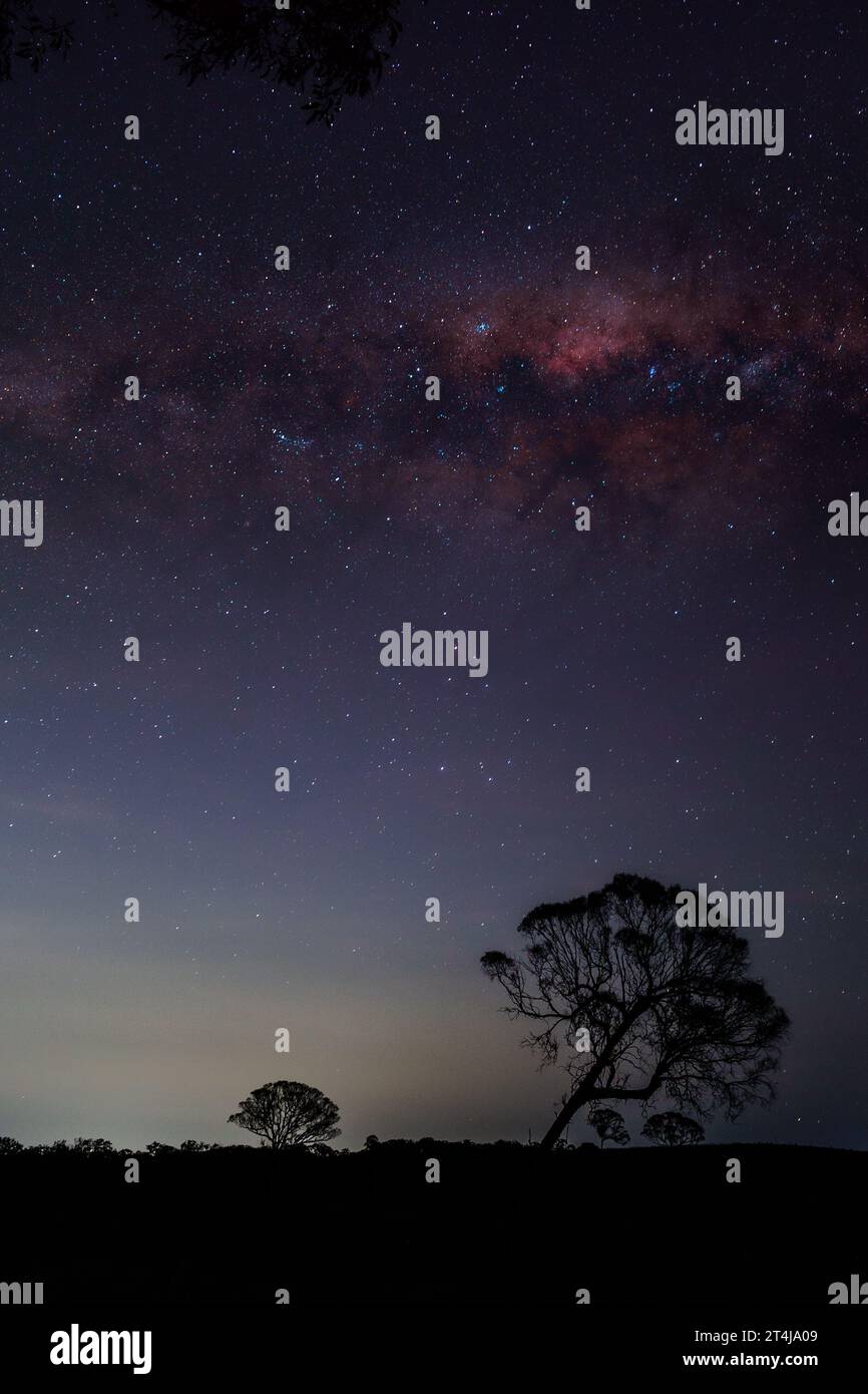 Voie lactée au-dessus d'un arbre incliné isolé, près de Canberra, Australie Banque D'Images