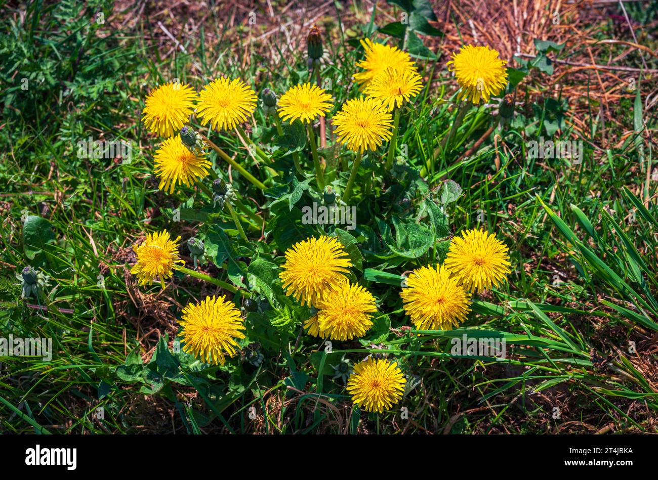 Buisson de pissenlits en pleine floraison dans le rez-de-jardin de printemps Banque D'Images